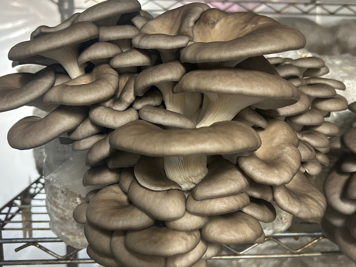 As the fruiting bodies grow, they often lose their vibrant coloration and become more grey