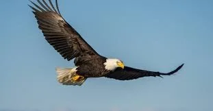 A bald eagle soaring in a clear blue sky.