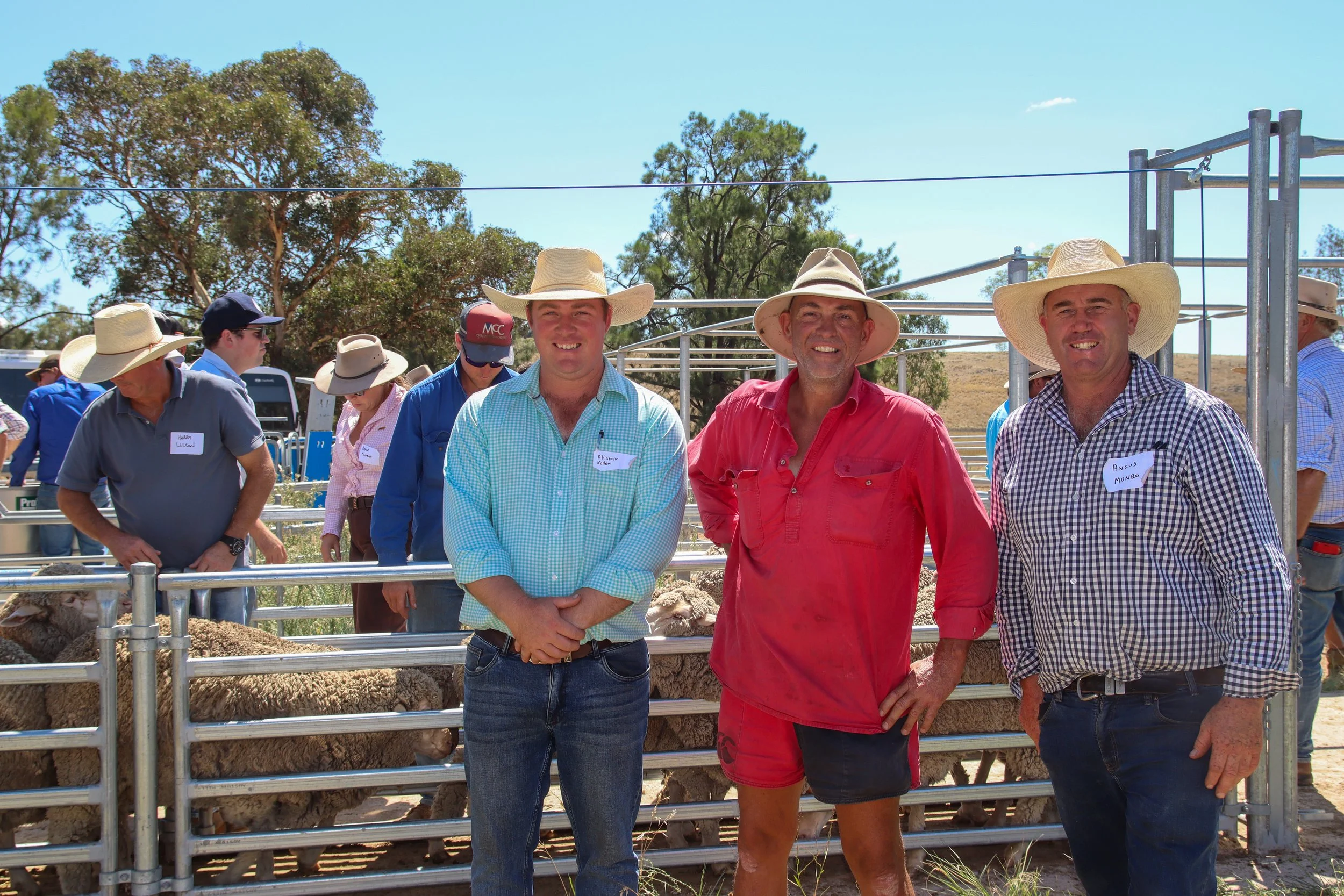 Merino flock ewes feature of Cumnock district competition attracting enthusiastic onlookers