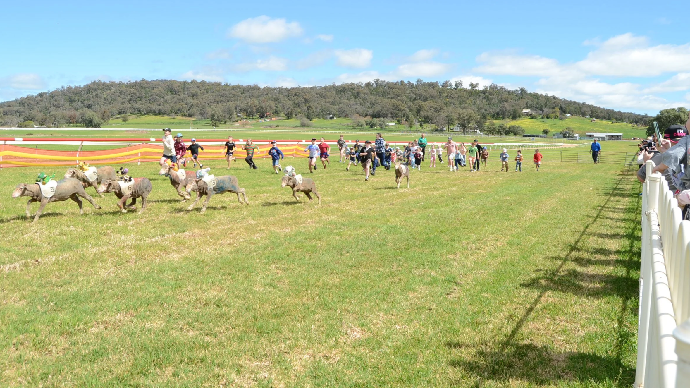 Baa-rilliant racing draws a crowd