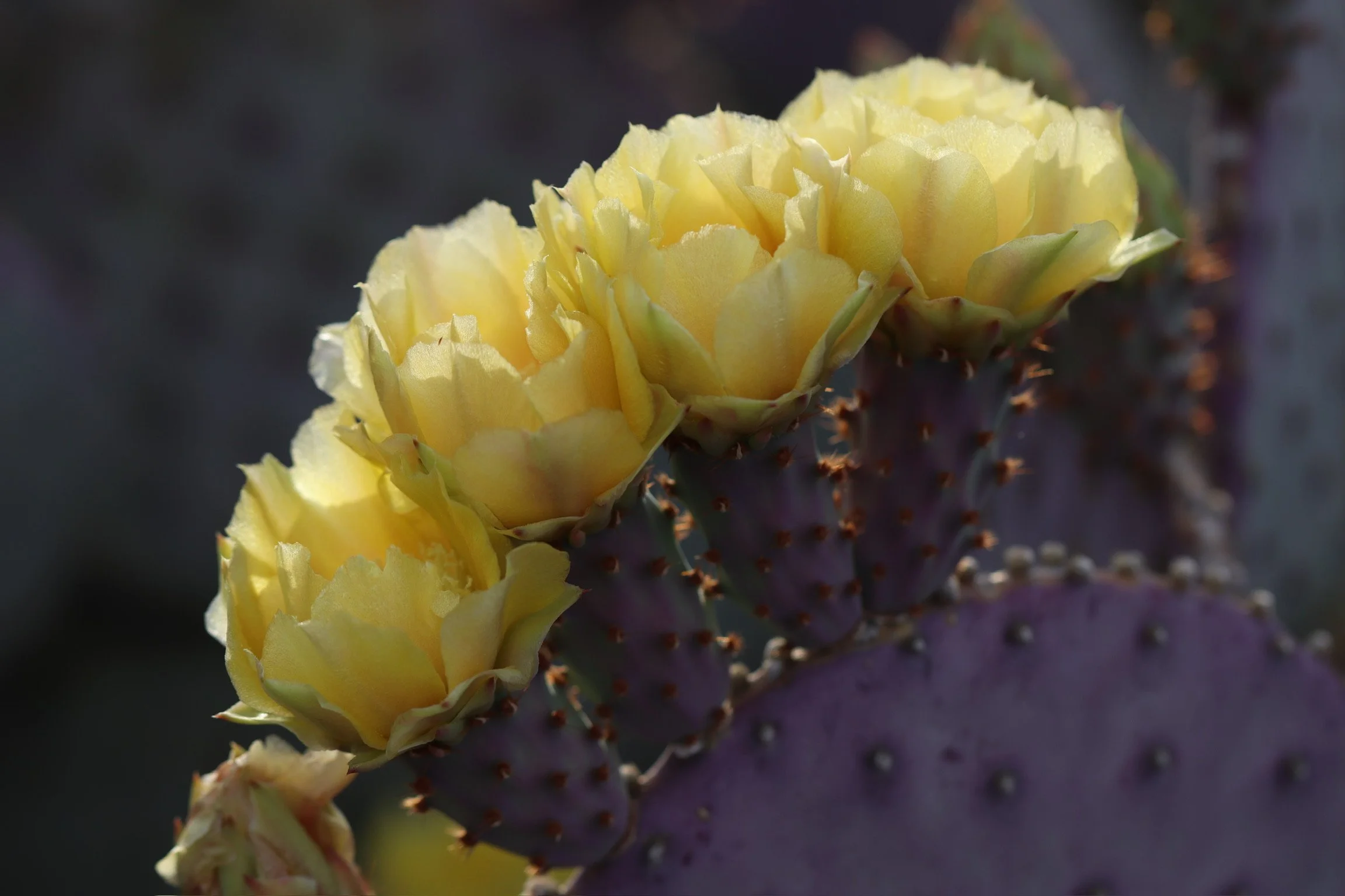 Tips for Managing Stress