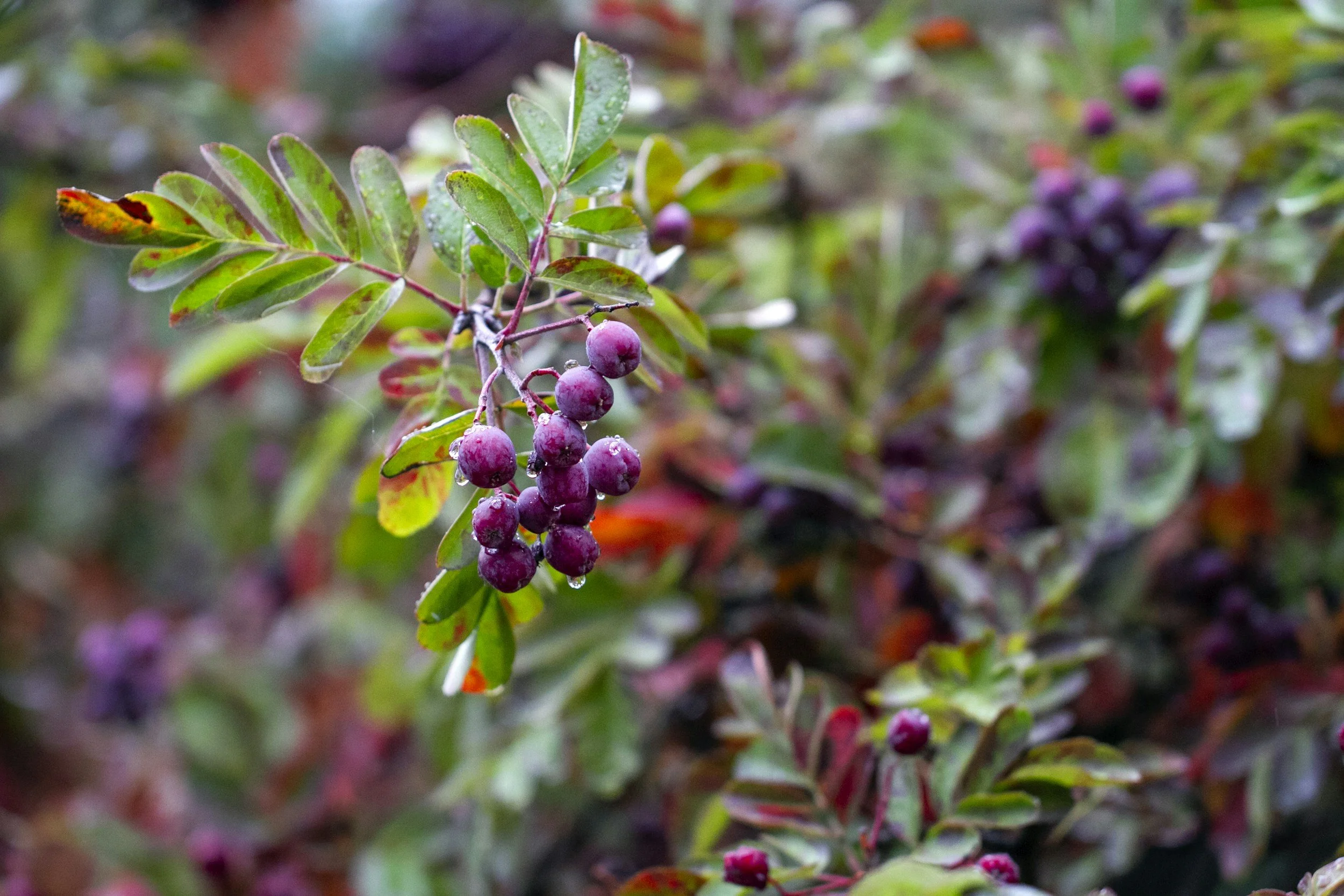 Close-up of purple berries on a branch with green leaves, dew drops on the berries.