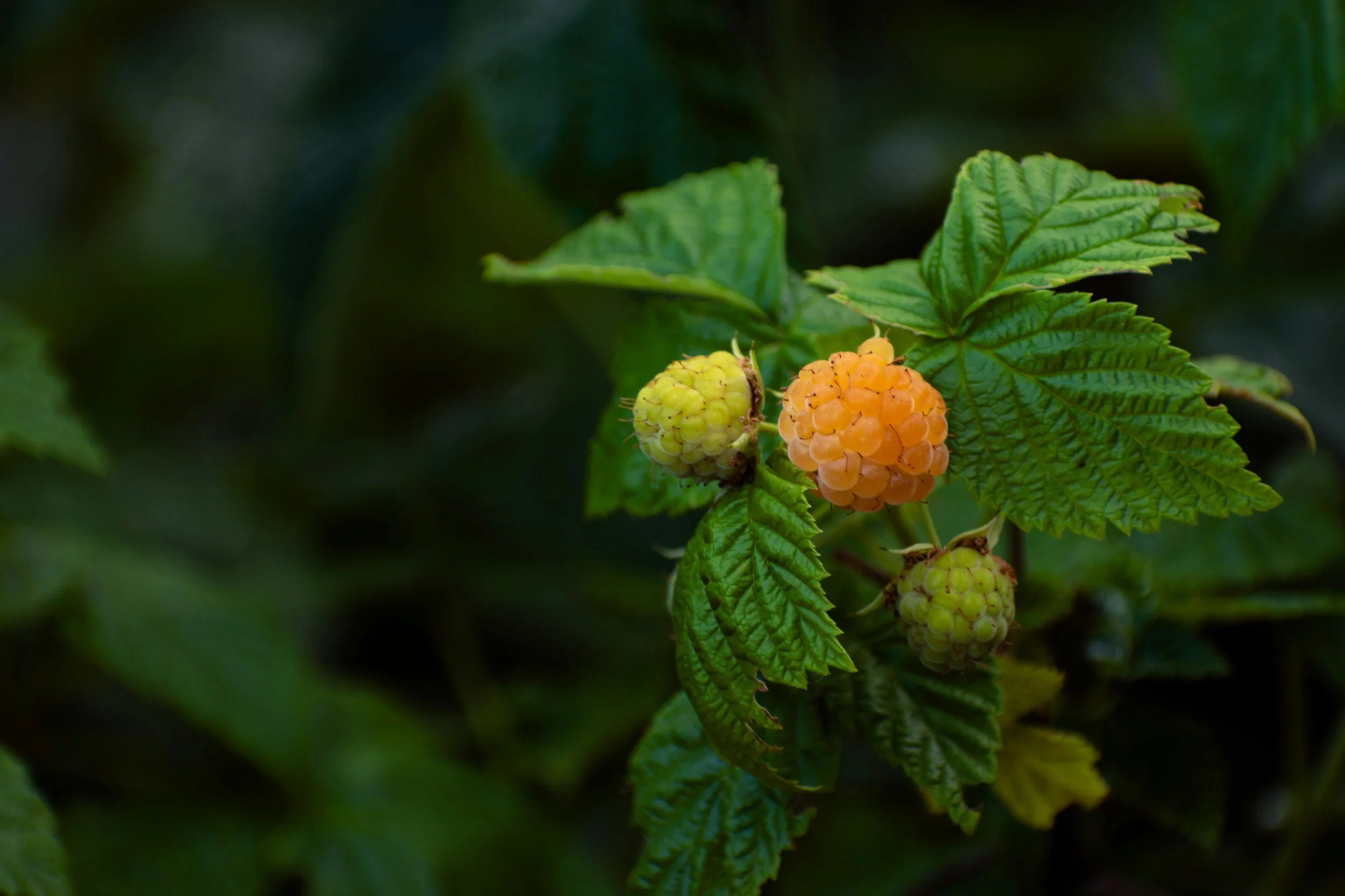 Close-up of a cluster of yellow and orange raspberries on a raspberry plant with green leaves.