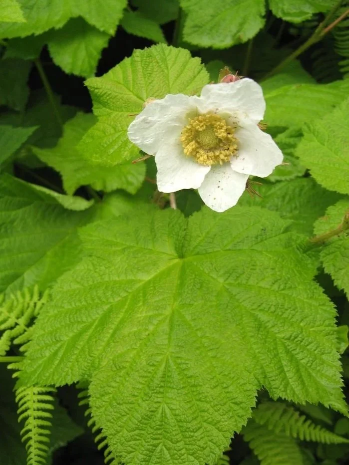 White flower with yellow center surrounded by green leaves.