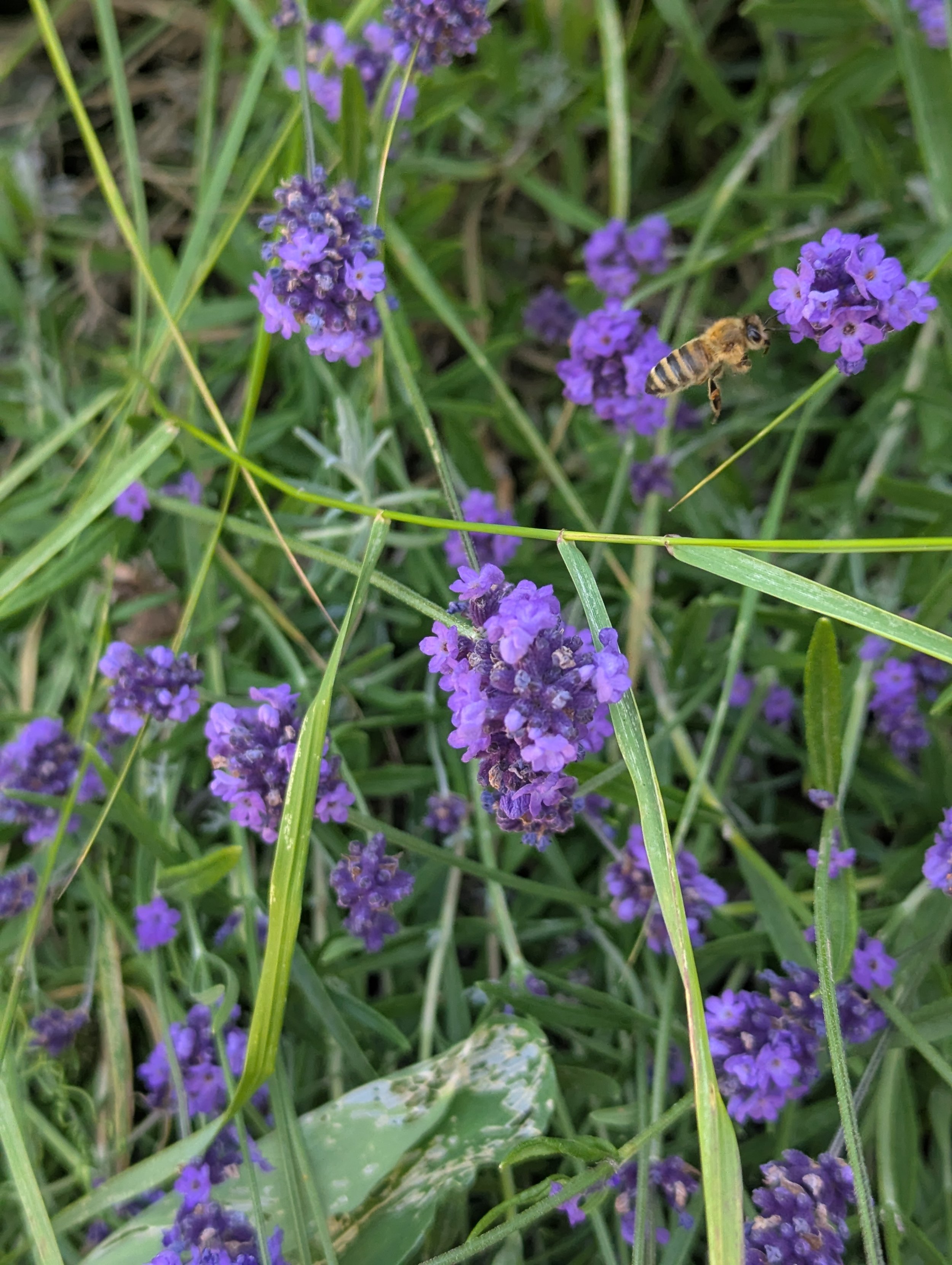 Close-up of lavender flowers with a bee flying nearby in green grass.