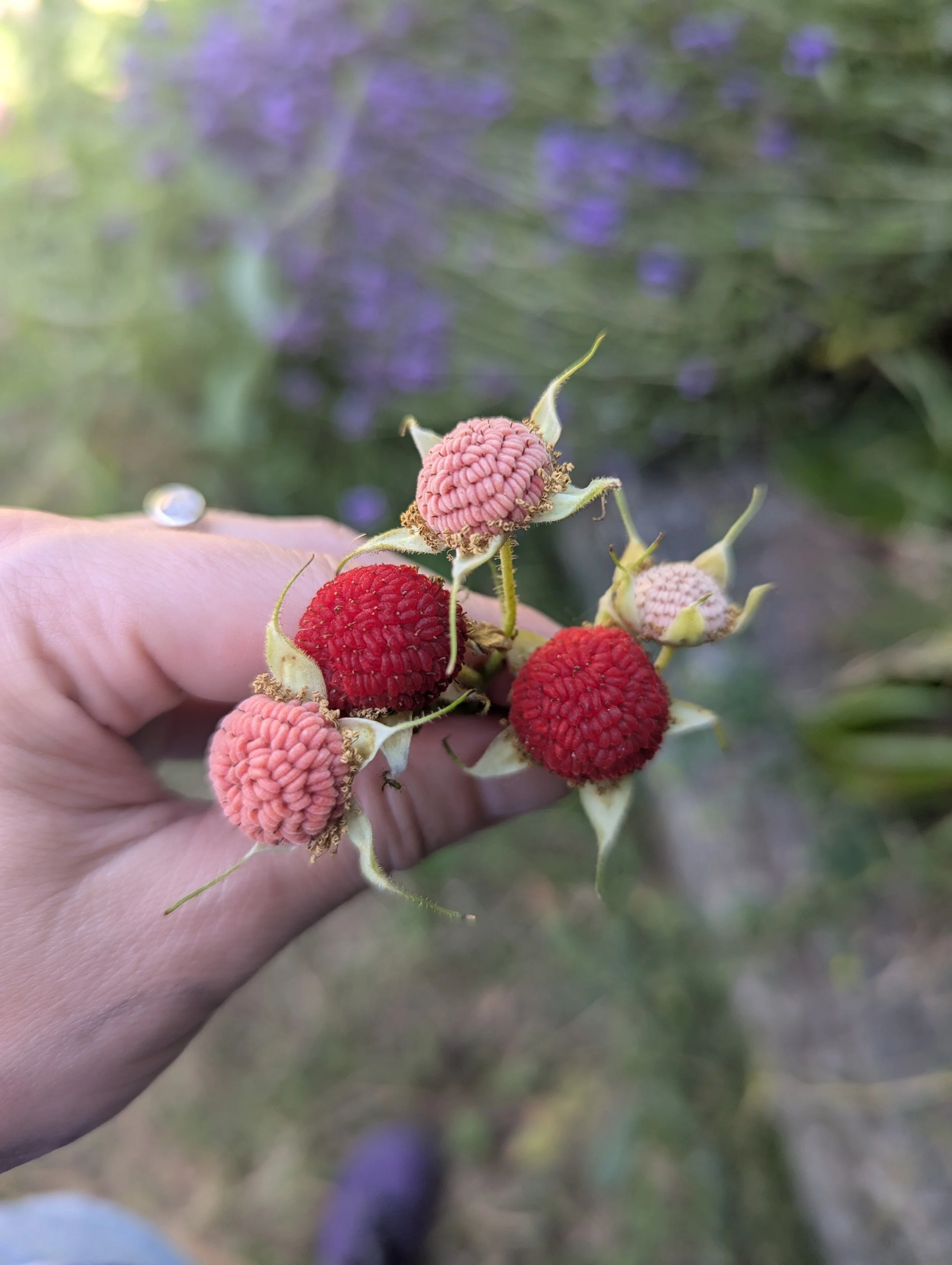 Close-up of a hand holding a cluster of ripe and unripe thimbleberries with a blurred green and purple background.