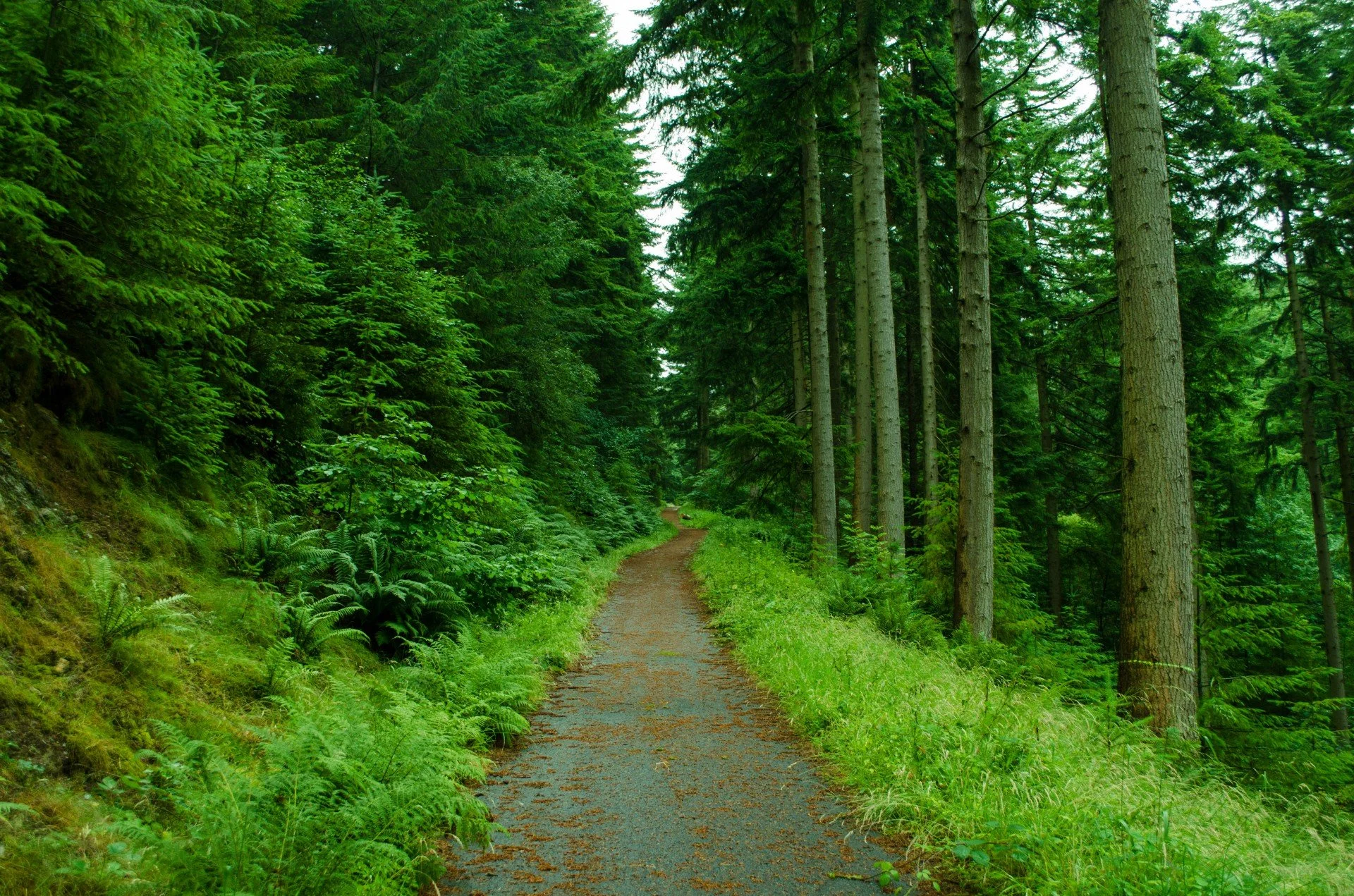 A dirt trail through a dense green forest with tall trees and lush vegetation on either side.