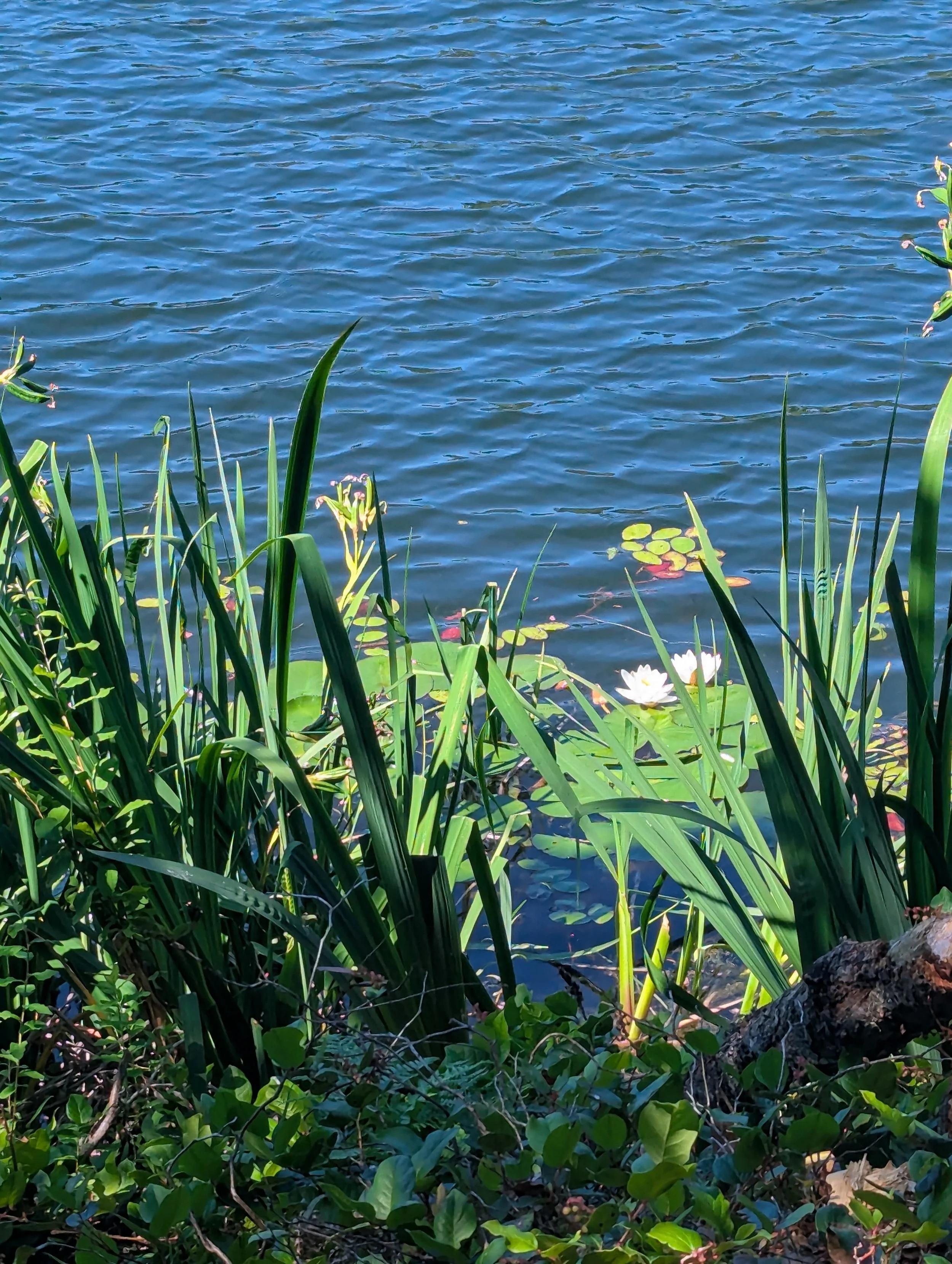 A lakeside scene showing water lilies and aquatic plants at the water's edge, with a body of water in the background.