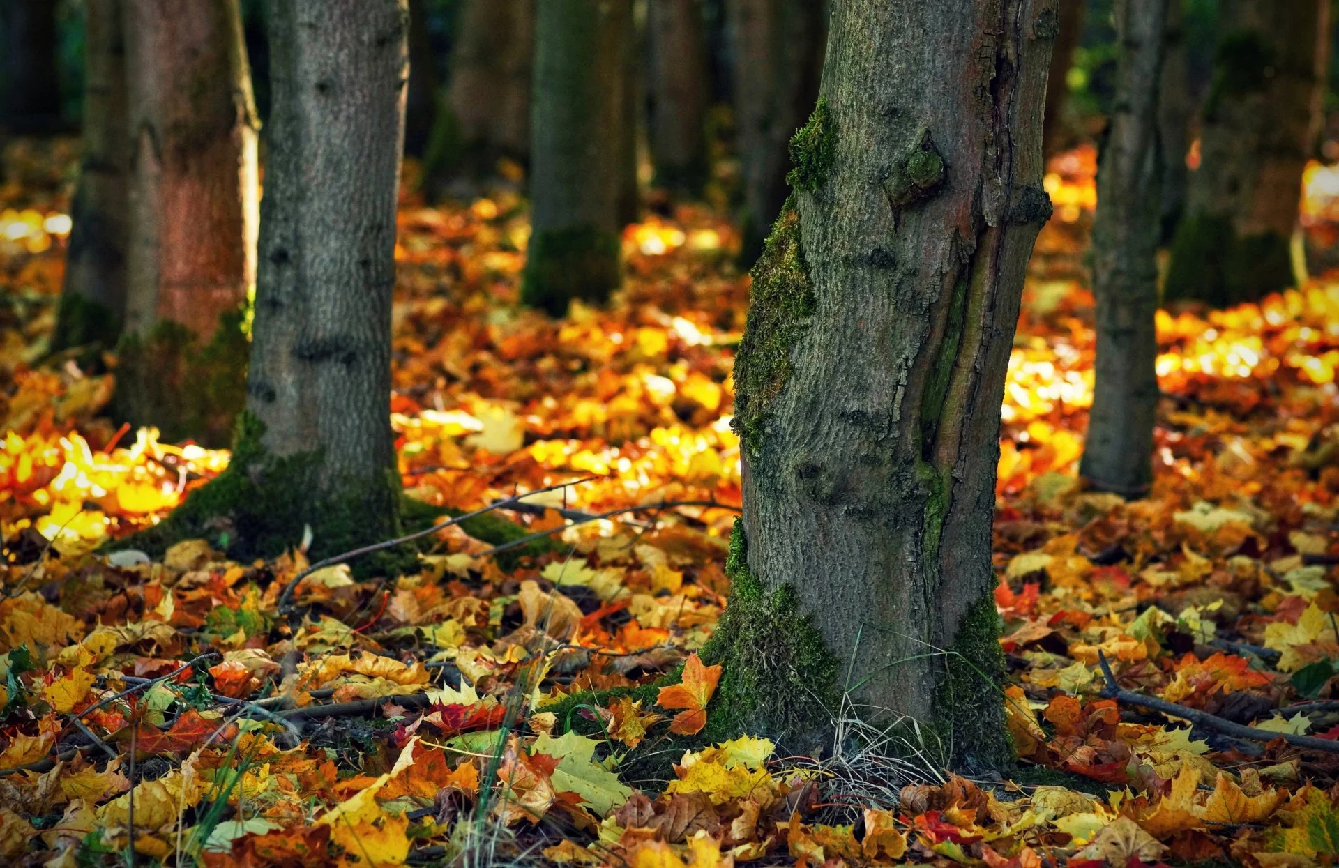 Close-up of tree trunks in a forest with fallen autumn leaves on the ground.