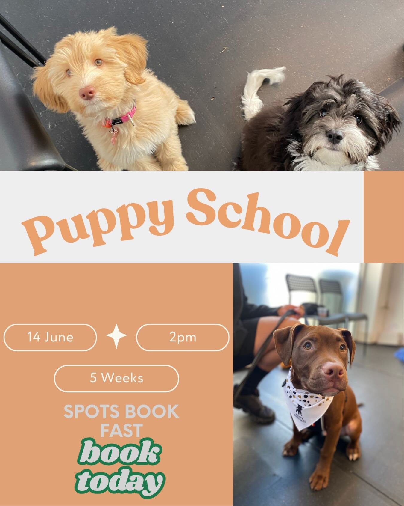 Book now for our 5 week puppy school via the link on our Bio!
Send us a message if you have any questions! 🐶🐶