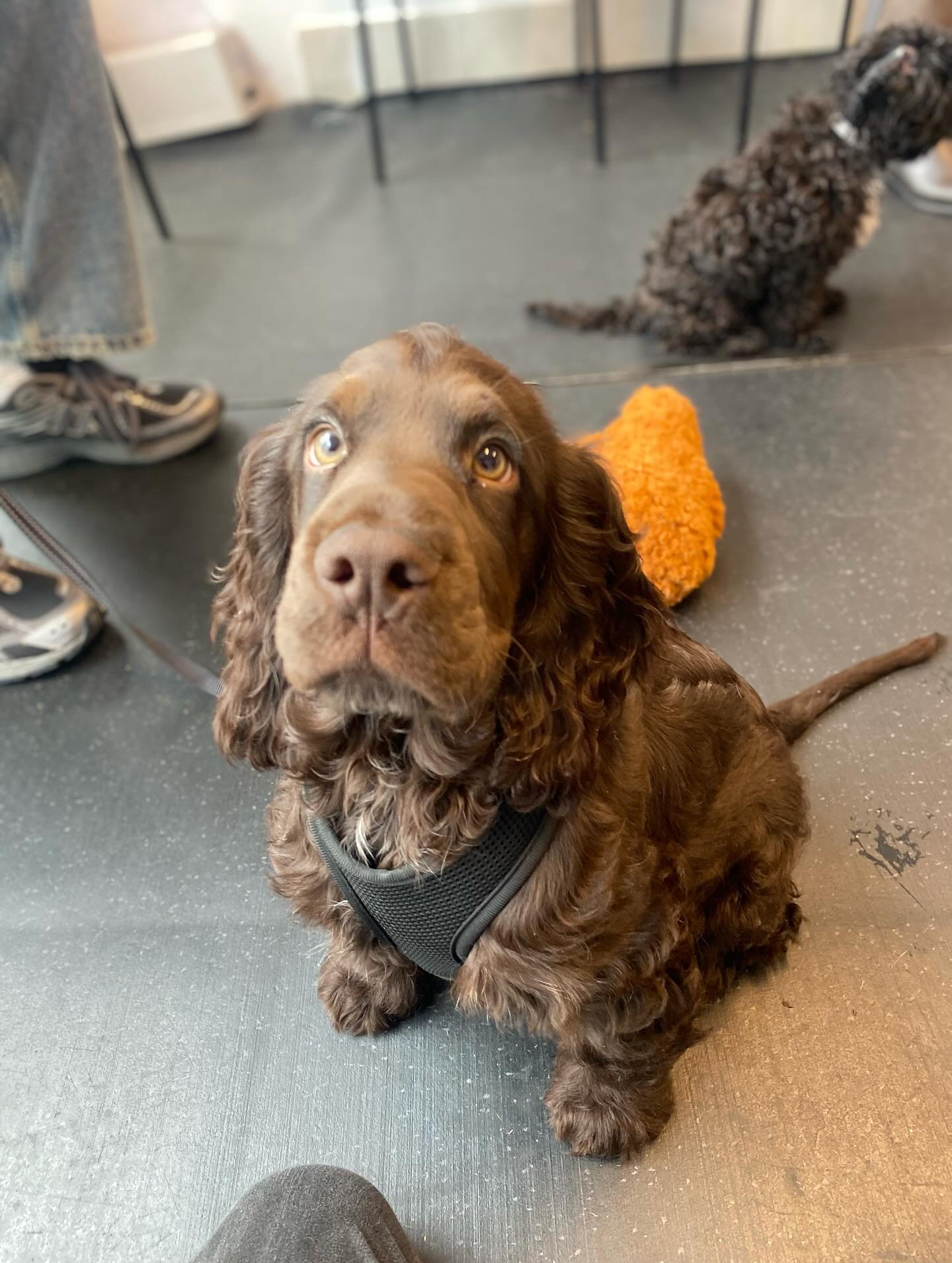Some puppy faces at puppy school and for private puppy classes from the last few weeks!🐶&hearts;️