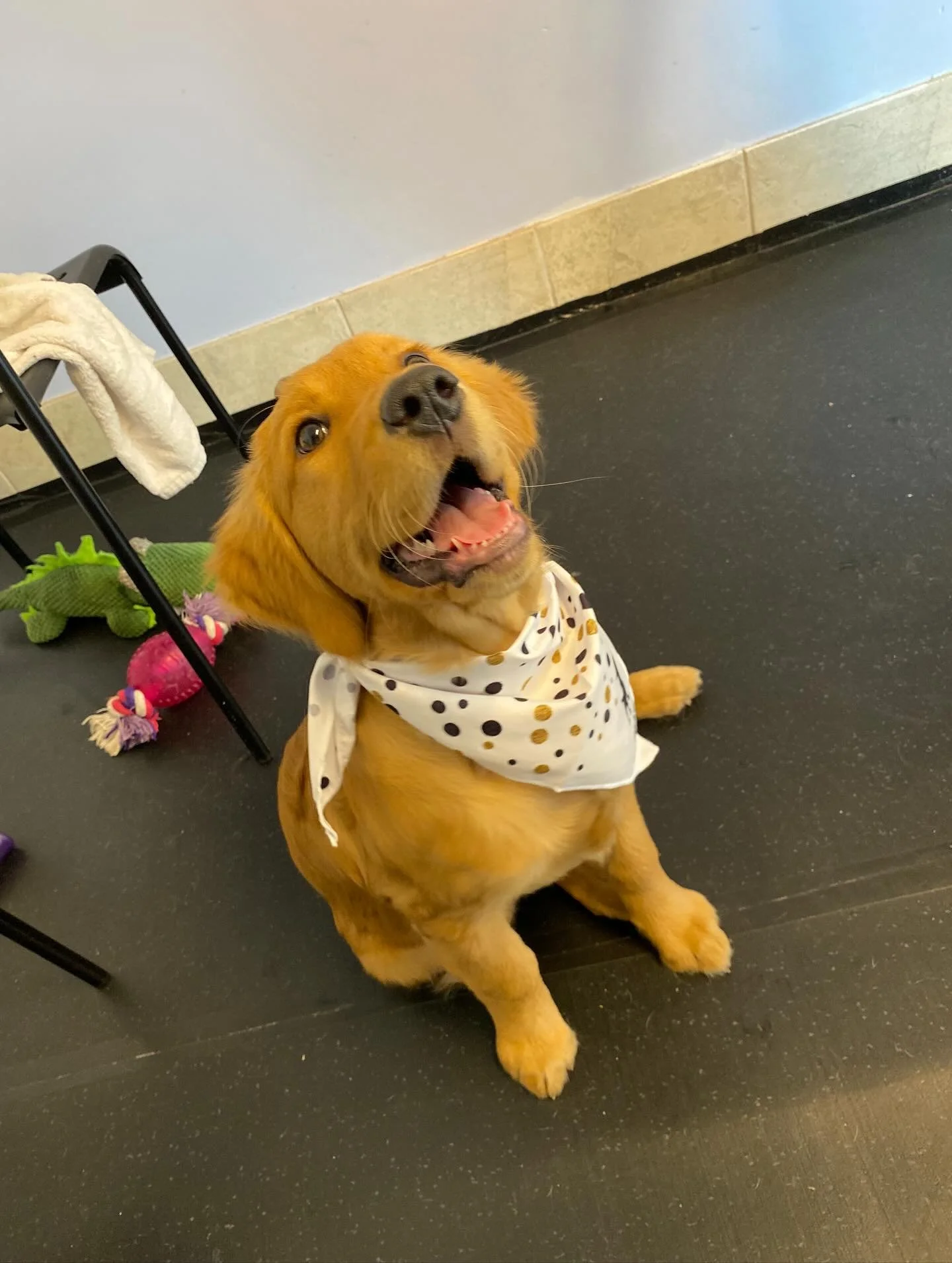 More sweet faces 🥹🐶