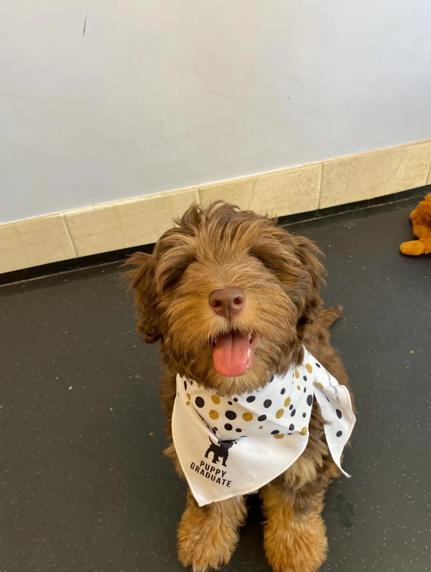 Little cute graduates 🐶🎓