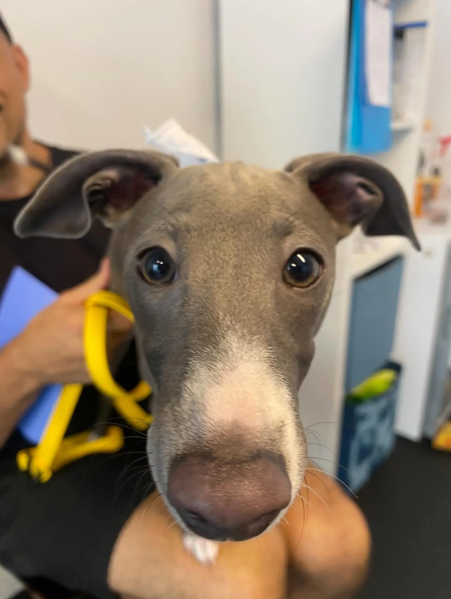 These puppies graduated!!! 🎓🎓🎓