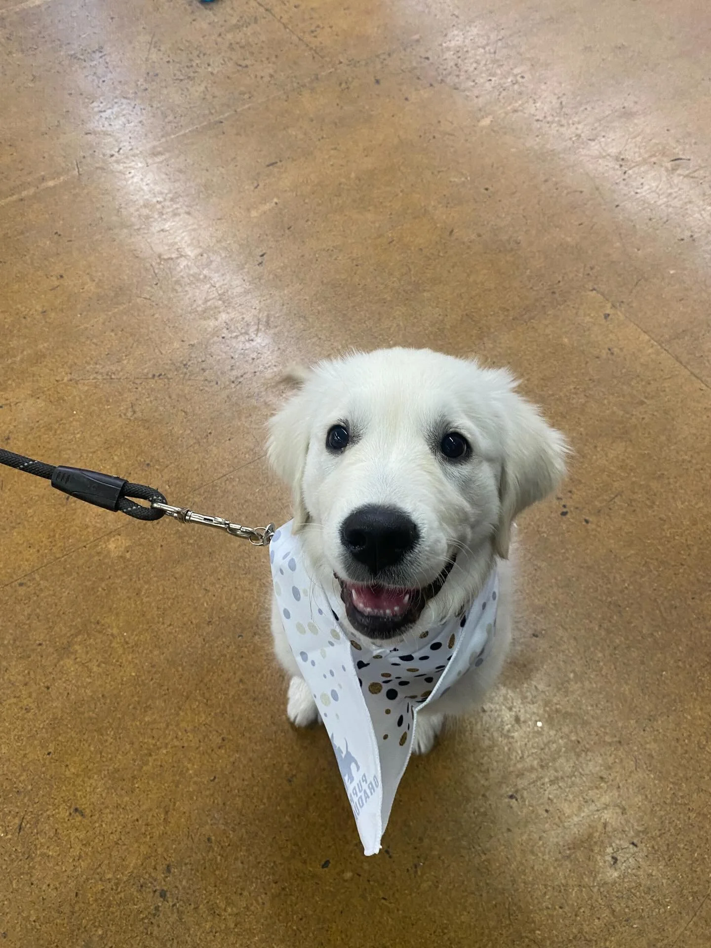 Little graduates from our last class in 2025 🐶🐶