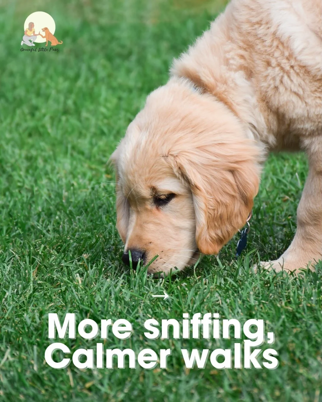 If your dog wants to stop and sniff every five steps, that&rsquo;s not a problem.
Sniffing is how dogs decompress, process their surroundings, and calm their nervous system.

Let them sniff.
You&rsquo;ll often get a calmer dog for the rest of the wal