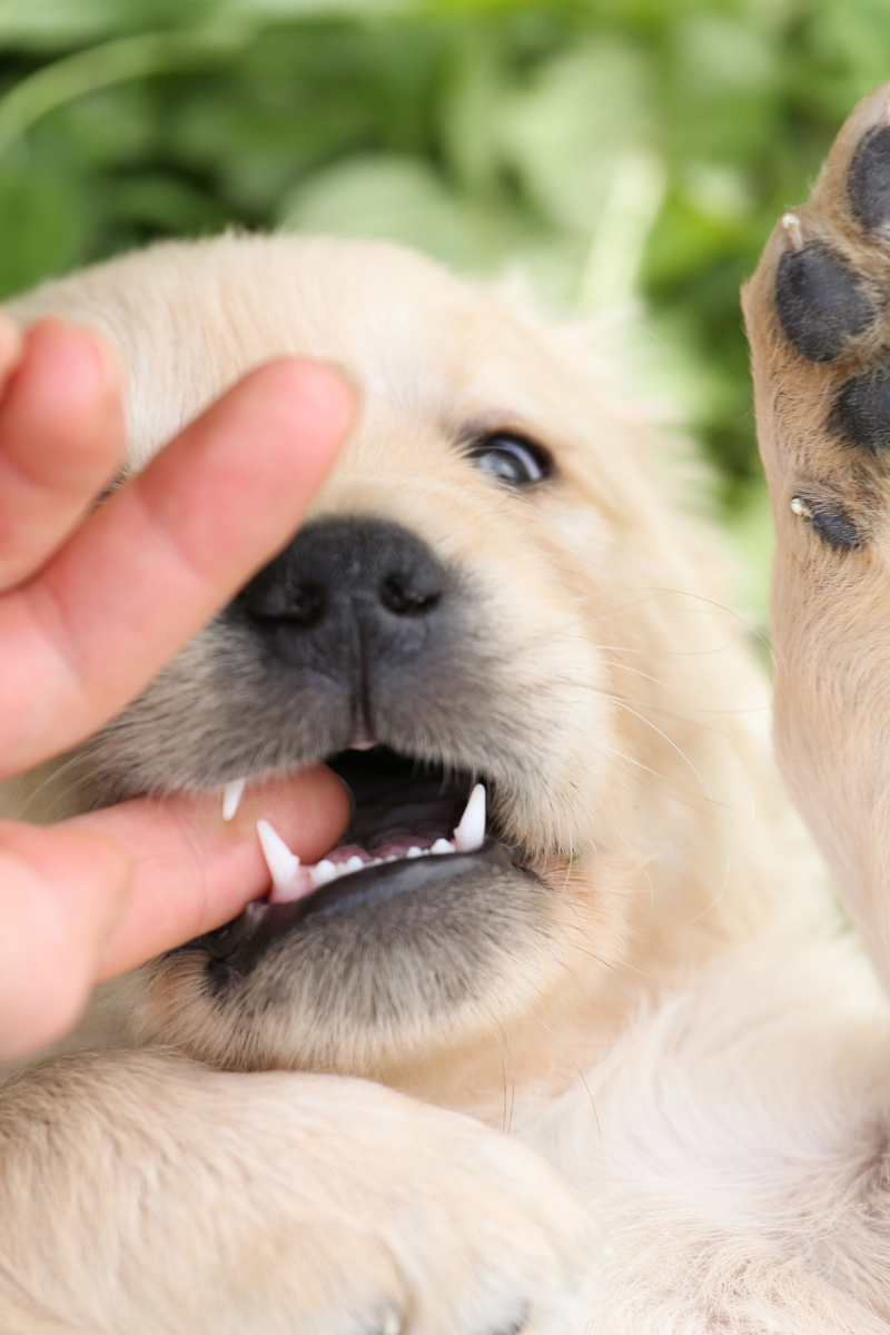 Puppy biting: what’s actually going on (and how to stop it)
