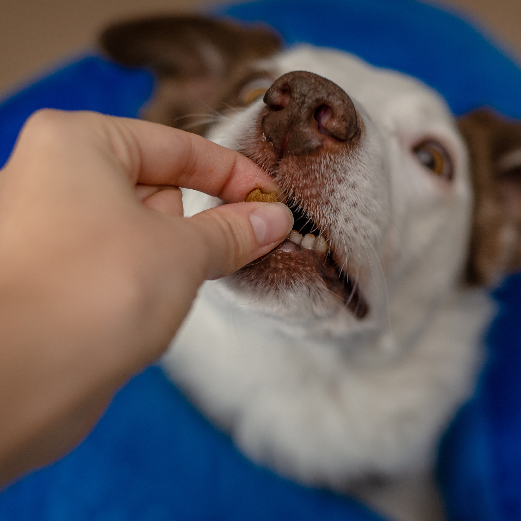 How to teach your dog a marker word and why it matters