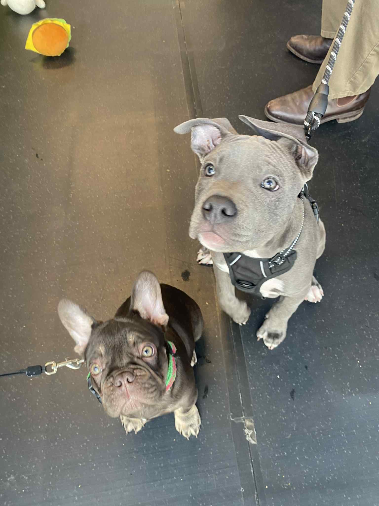 How much does puppy school cost in Melbourne?