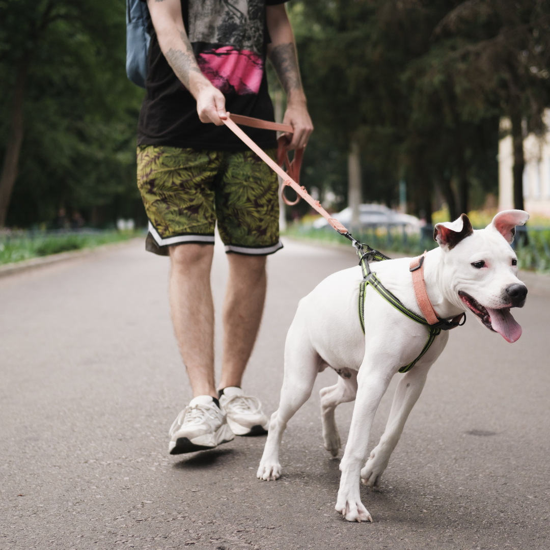 Dog pulling on the lead? How to start making walks easier