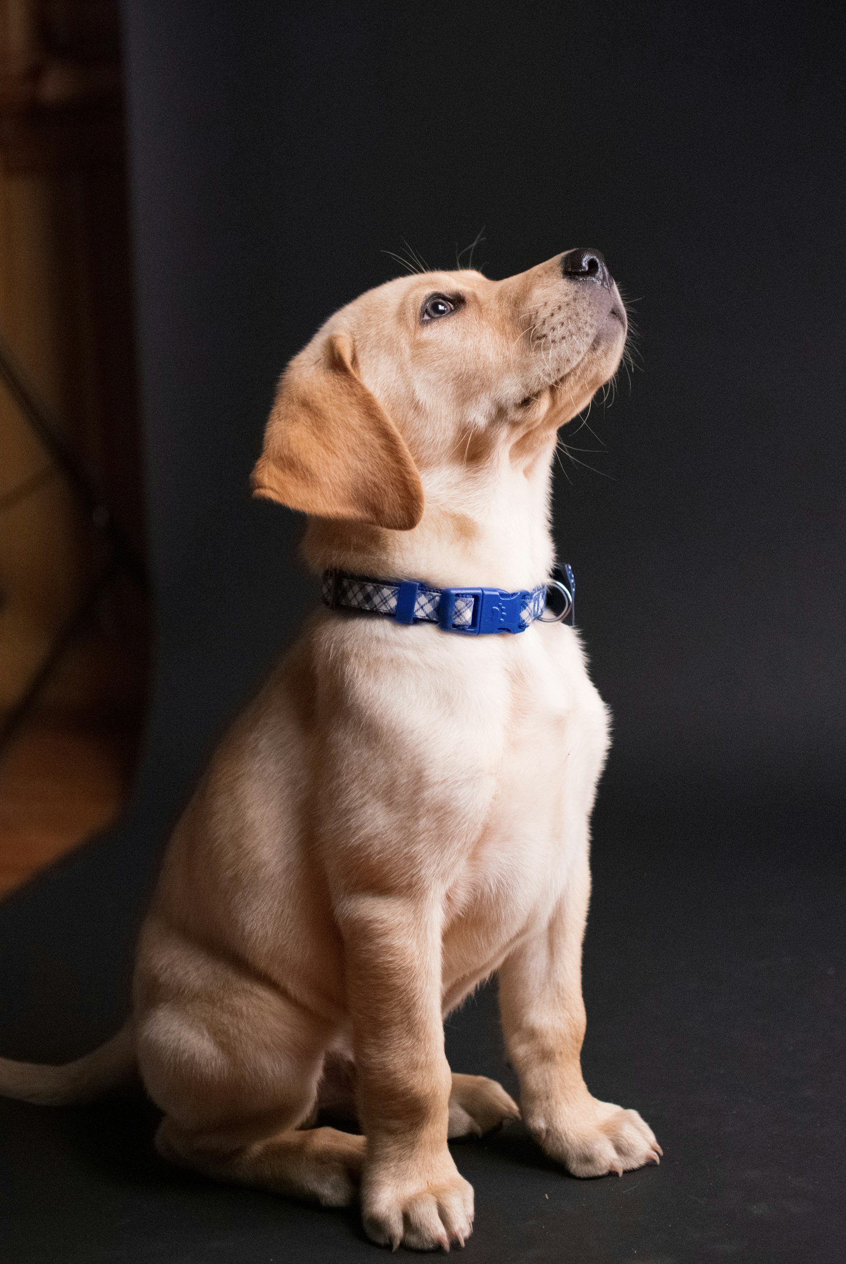 Feeling overwhelmed with a new puppy? Start with these five things