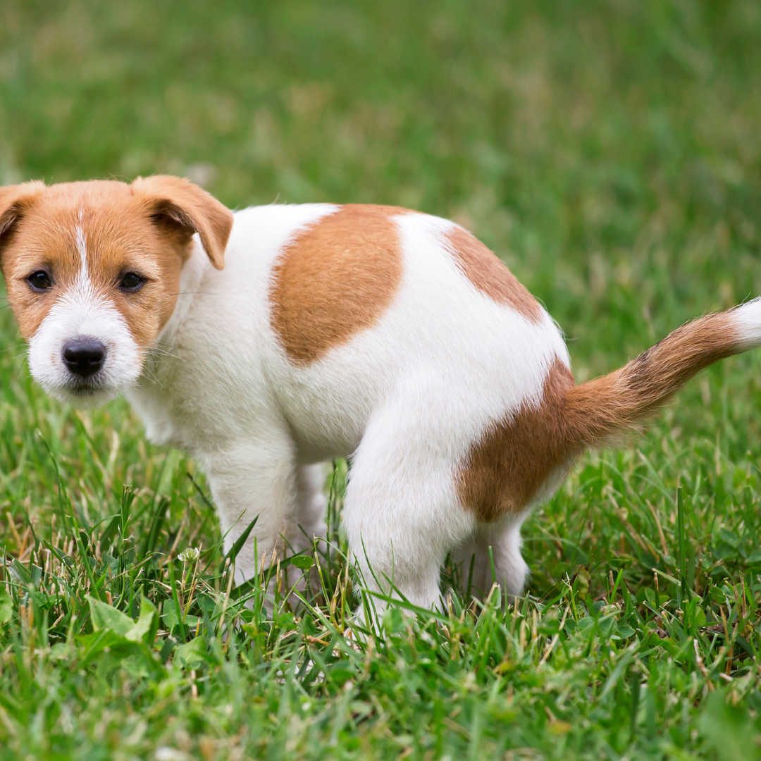 Puppy still toileting inside? How to build a better toilet-training routine