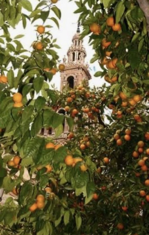 Island Whisper Atelier bespoke hand fan inspired by Seville orange trees, displayed in a sunlit setting with fresh oranges and Andalusian charm