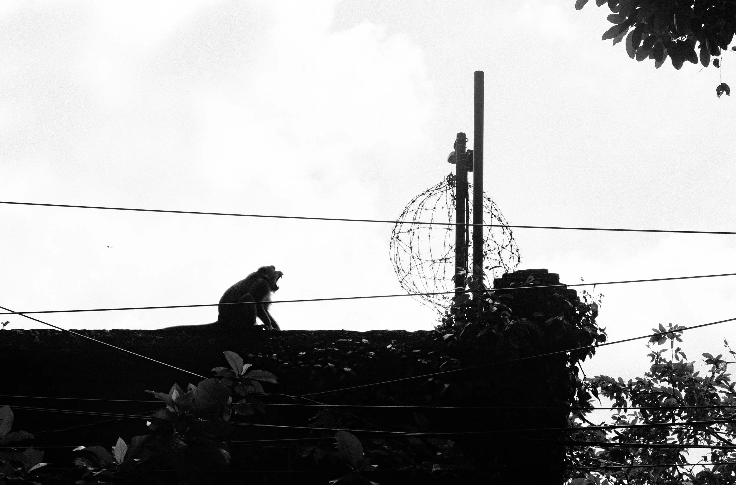 baliblacknwhite-39.jpg