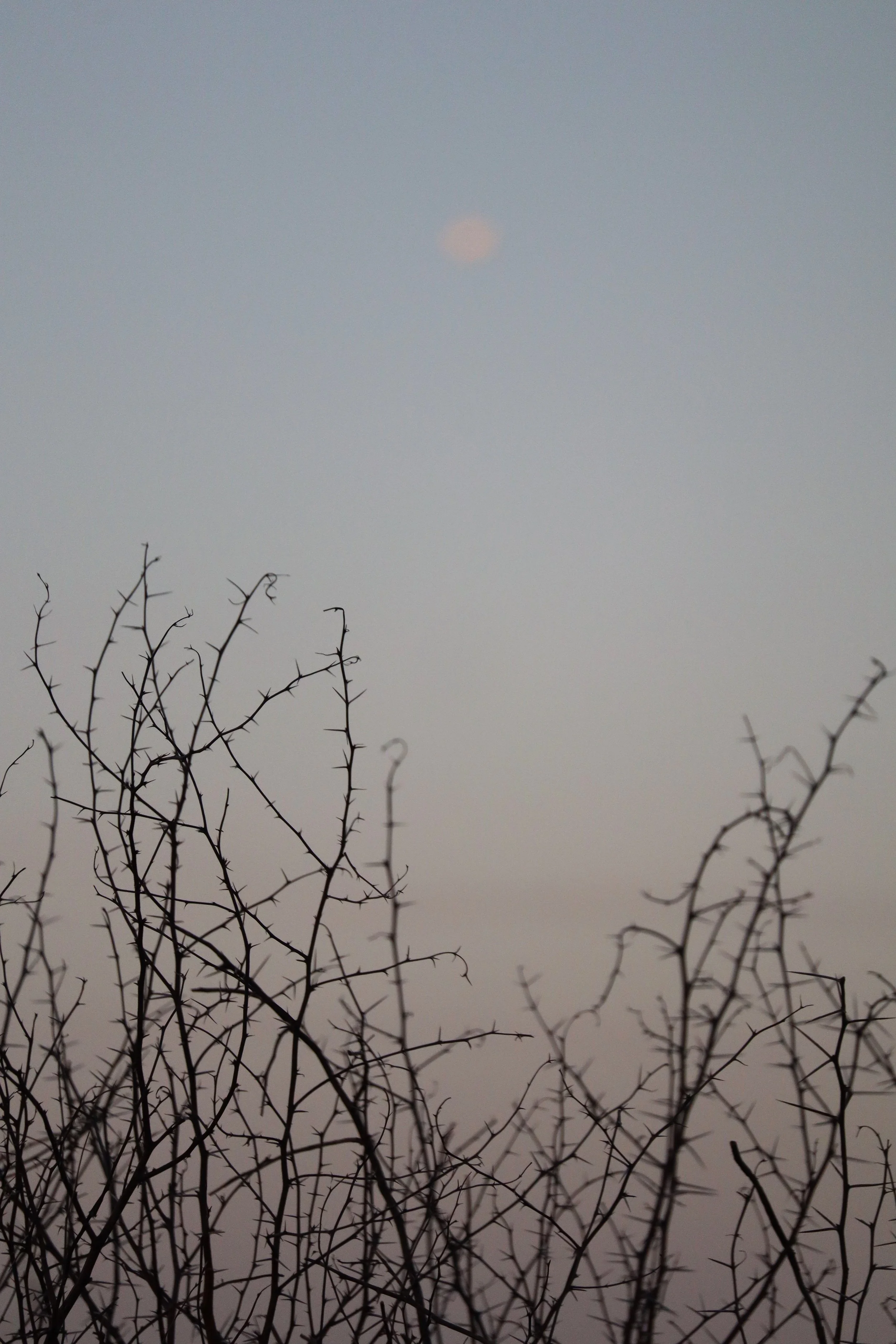 BOCA CHICA BEACH THICKET.jpg