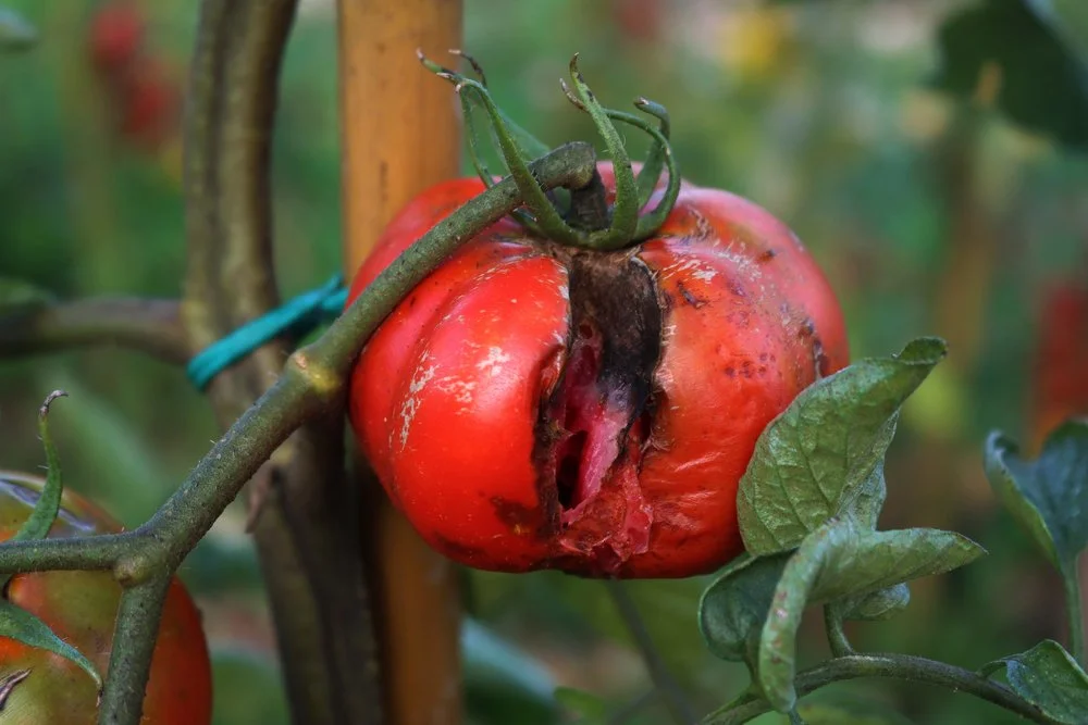 Failure in the Garden: Damn You, Tomatoes.