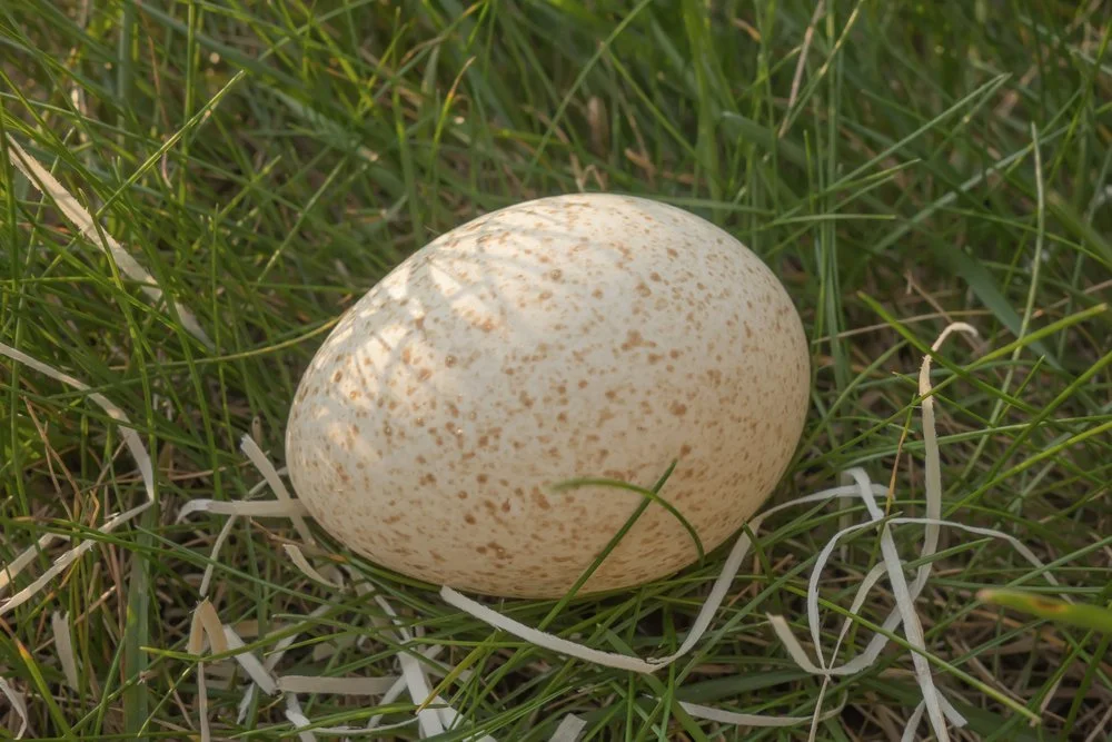 Left-Wing Egg