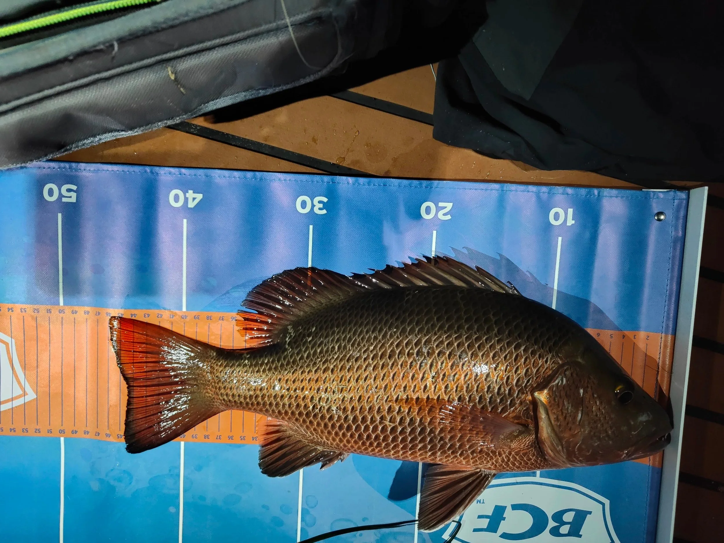 A large fish with brown and orange scales laid on a measuring mat, indicating it is approximately 45 inches long.