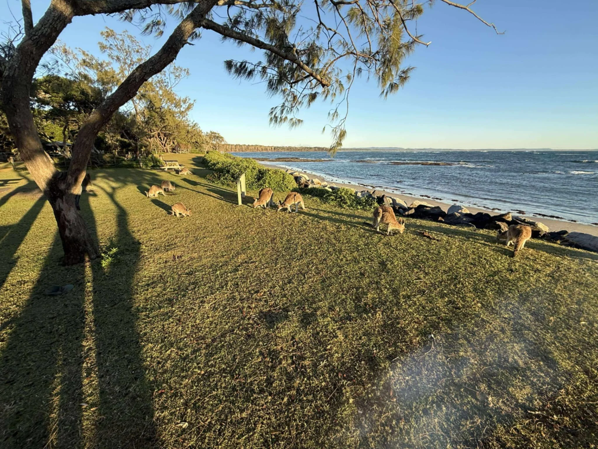 A coastal scene with a grassy area, trees, and several kangaroos grazing near the shore with rocks and water in the background during sunset.
