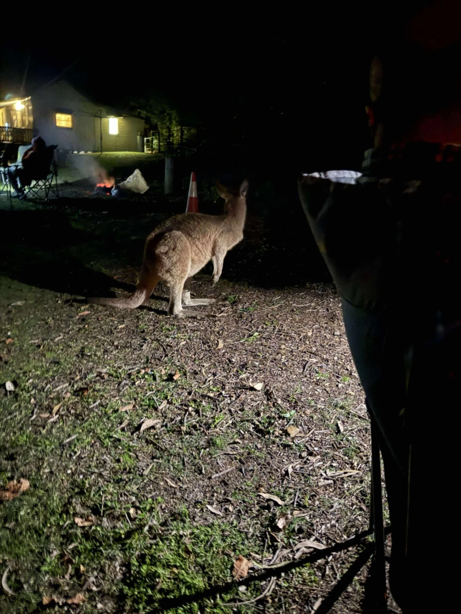 A kangaroo standing on the ground at night, facing away from the camera, with a house, a fire, and a person sitting on a chair in the background.