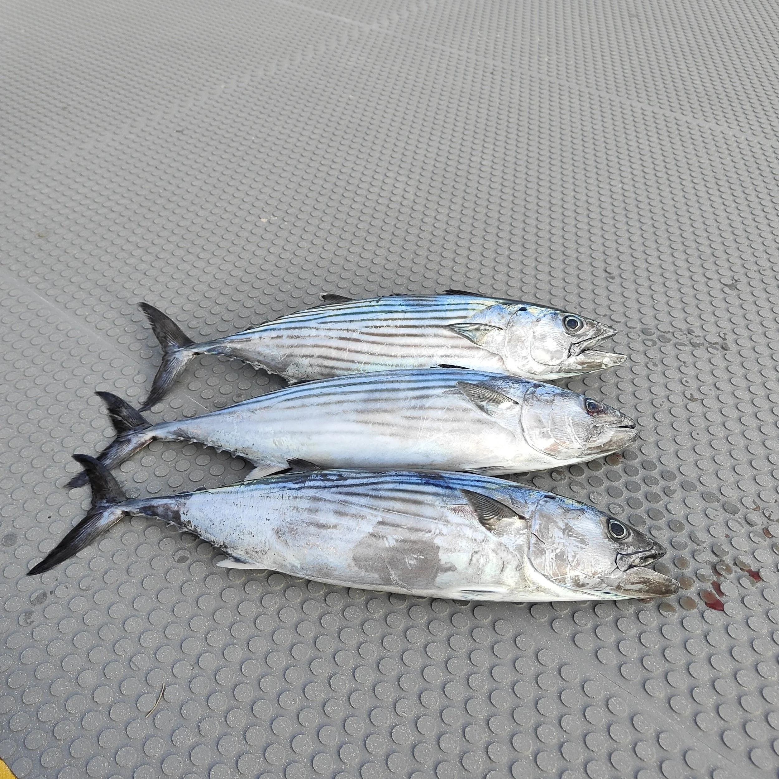 Three fish laid out on a gray textured surface.