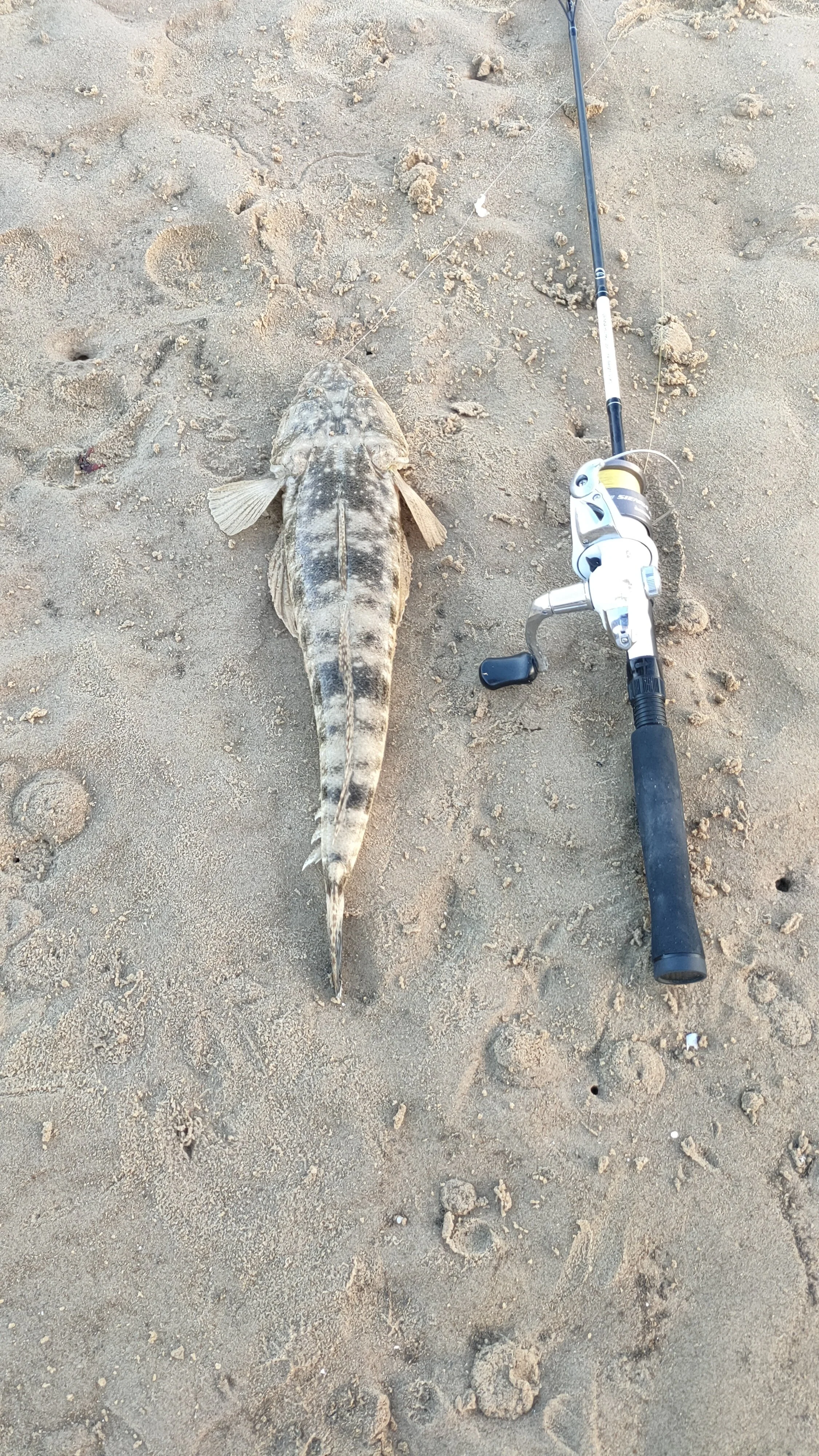 A fishing rod placed next to a large fish on sandy beach.