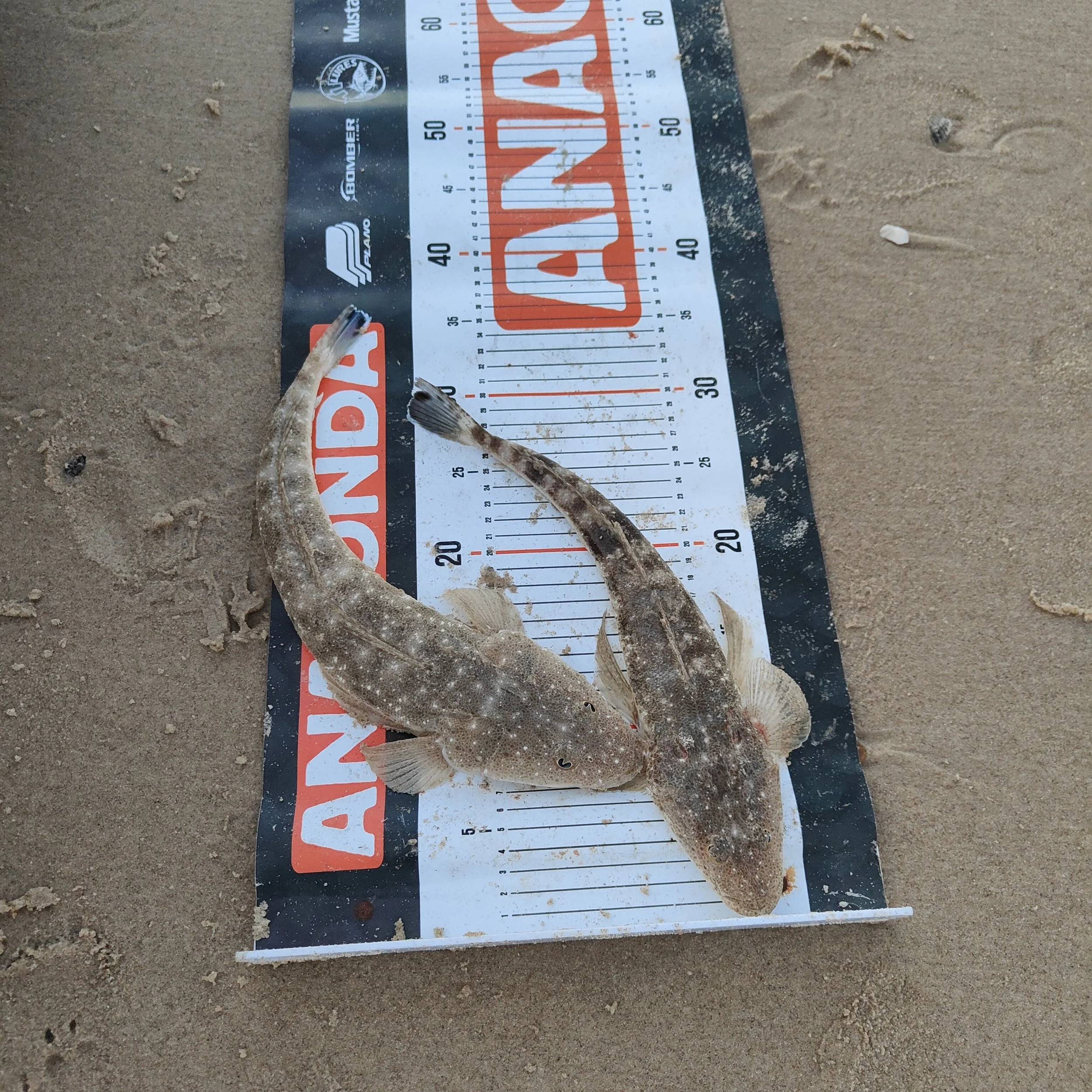 Two small fish lying on a measuring board on sandy ground, with one fish approximately 12 inches long and the other around 17 inches.