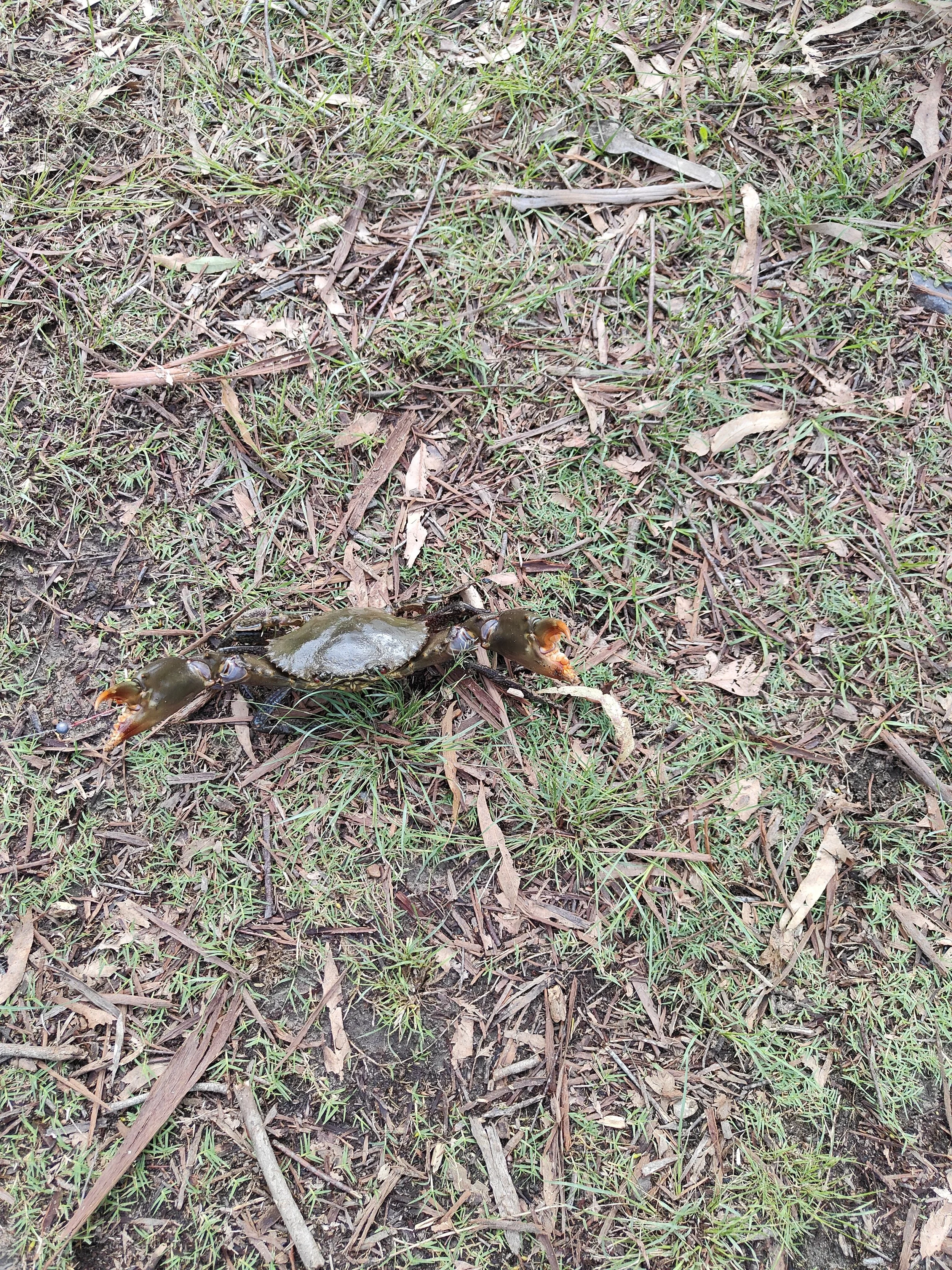 A crab with a dark shell and bright orange claws lying on grass and fallen leaves.