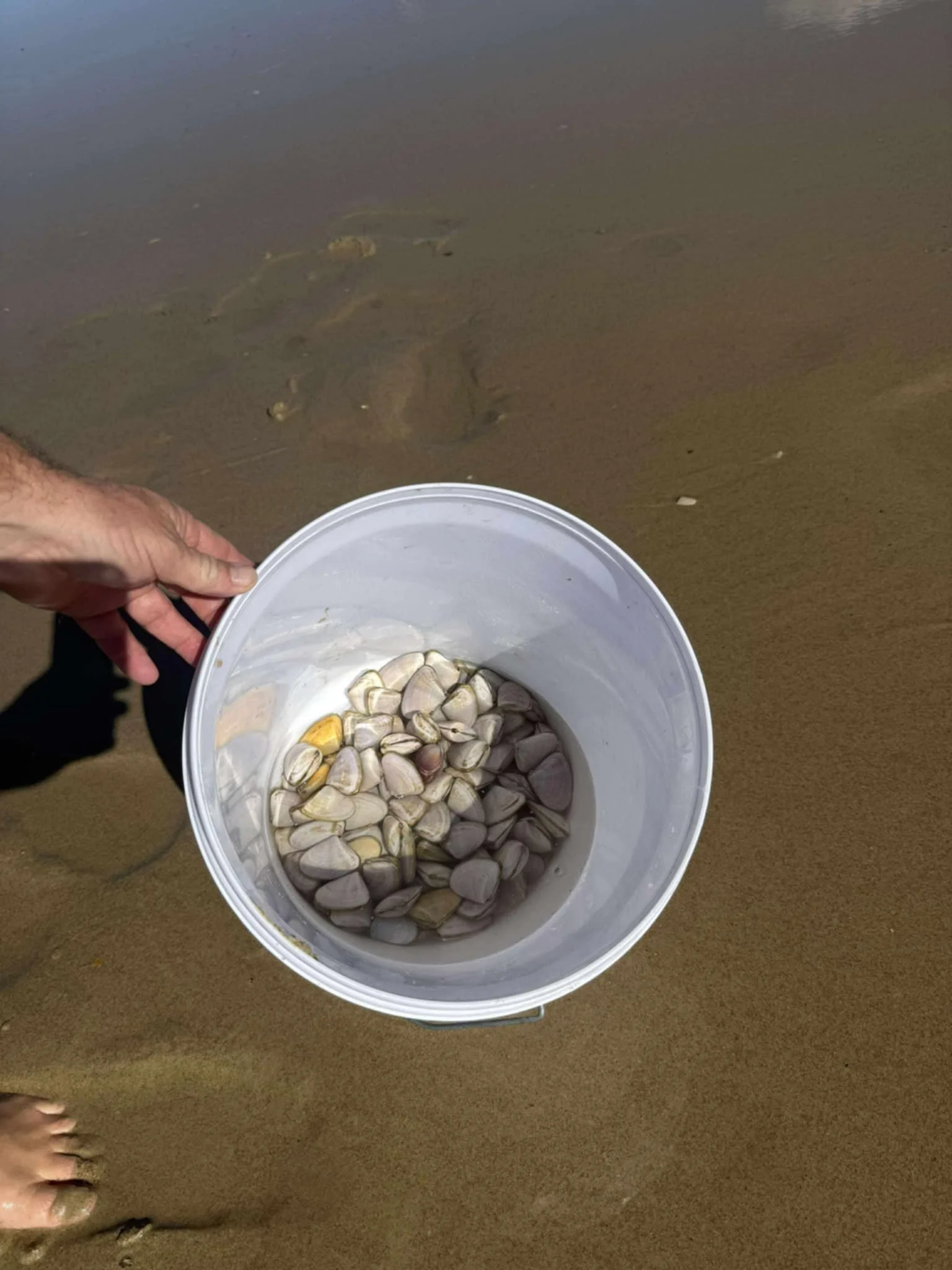 Person holding a bucket filled with seashells on the sandy beach with partially submerged rocks in shallow water.