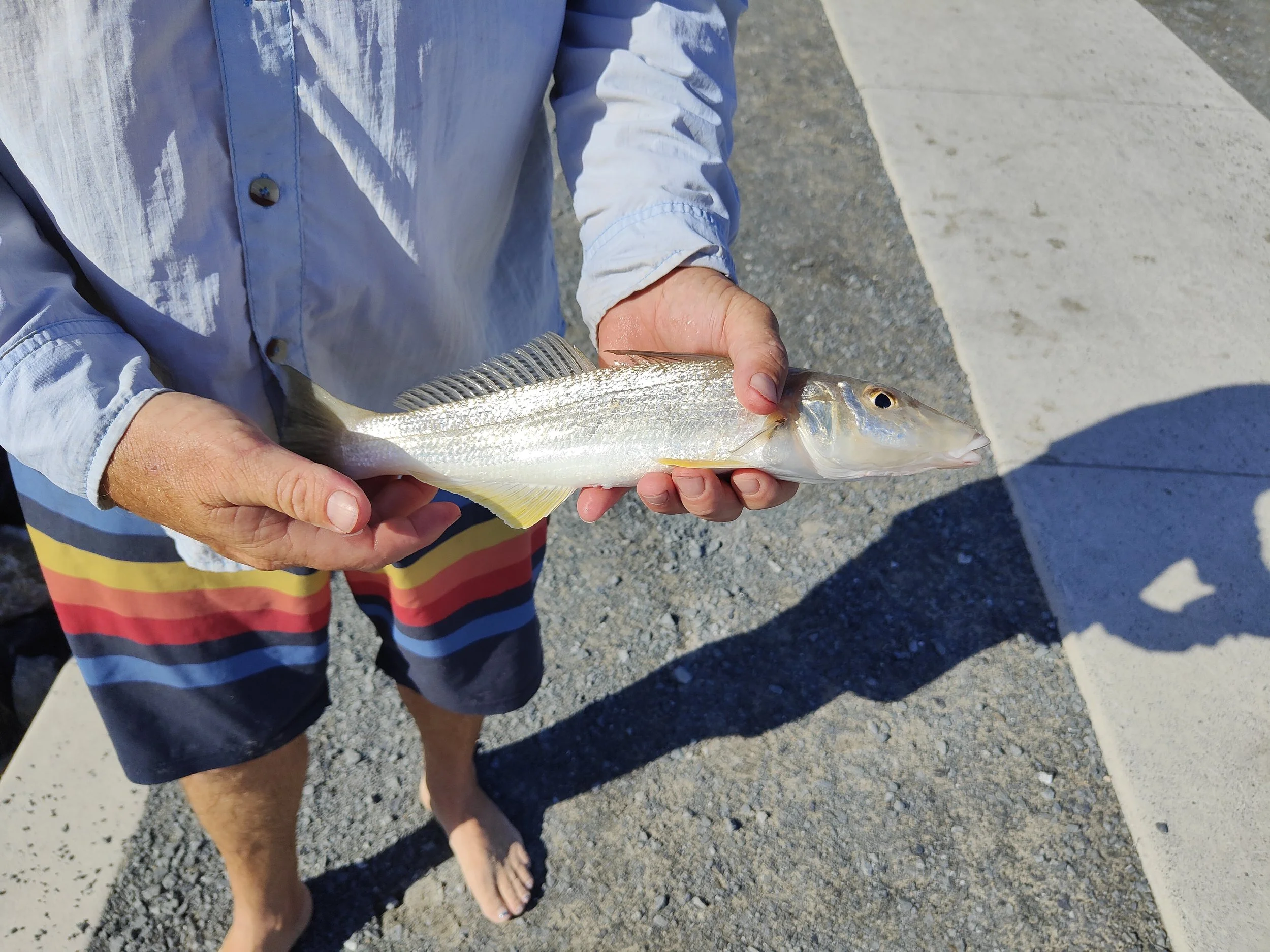 Person holding a fish on a concrete surface