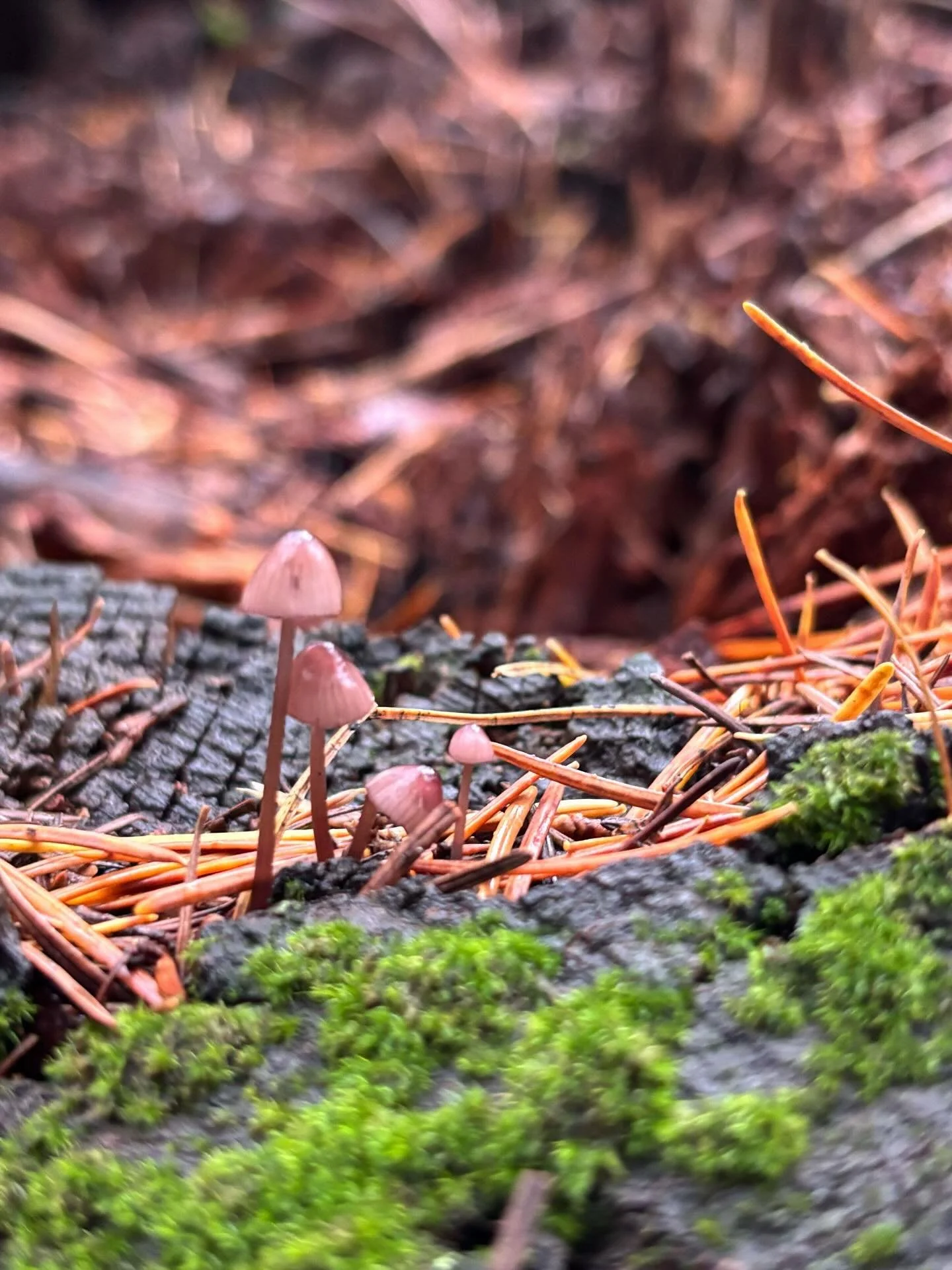 Any budding mycologists out there want to identify these fungi friends? 🍄 

Spotted around the property by our staff &mdash; you never know what tiny wonders you&rsquo;ll find at every turn 🍁