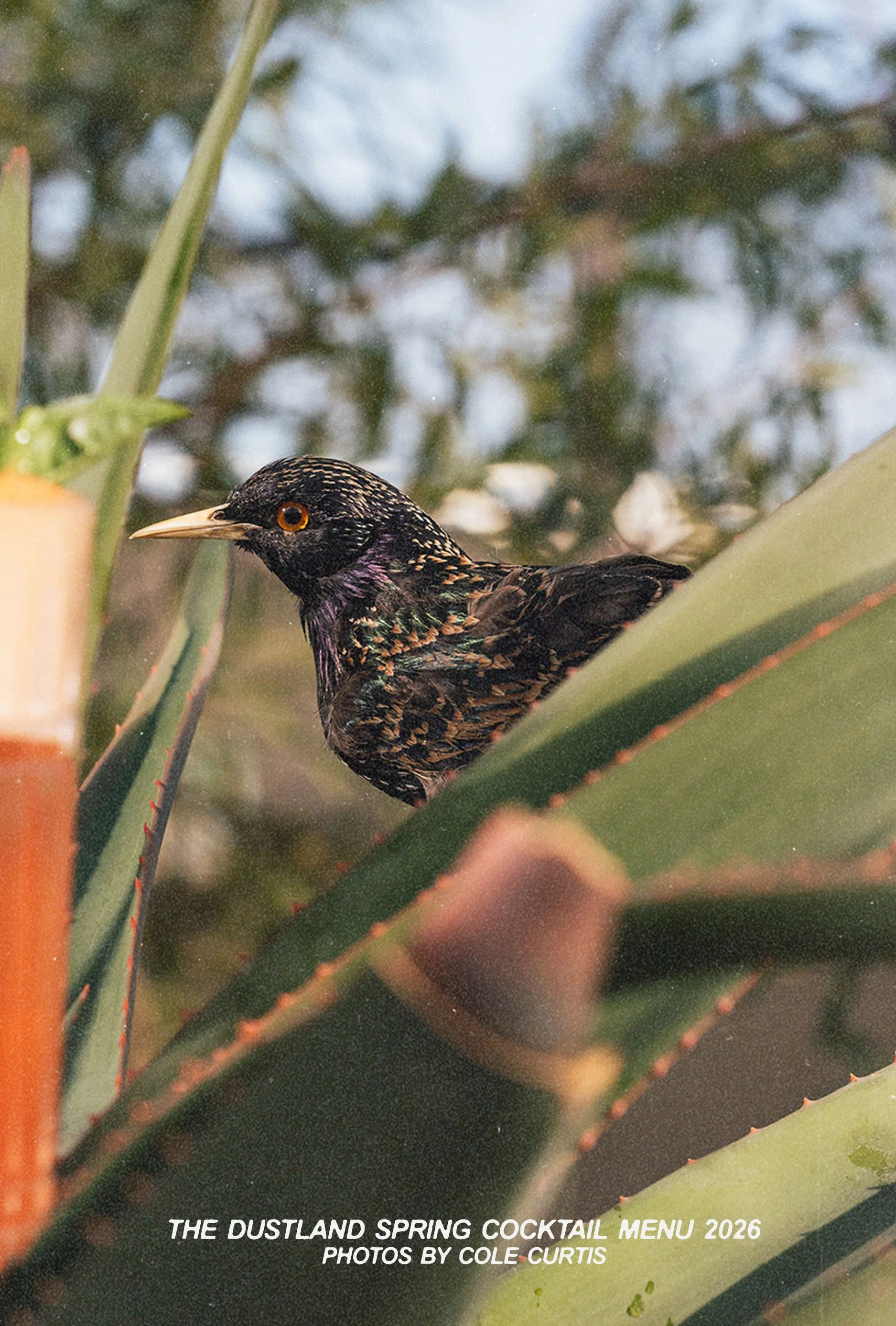 Spring bookletBACK COVER.jpg