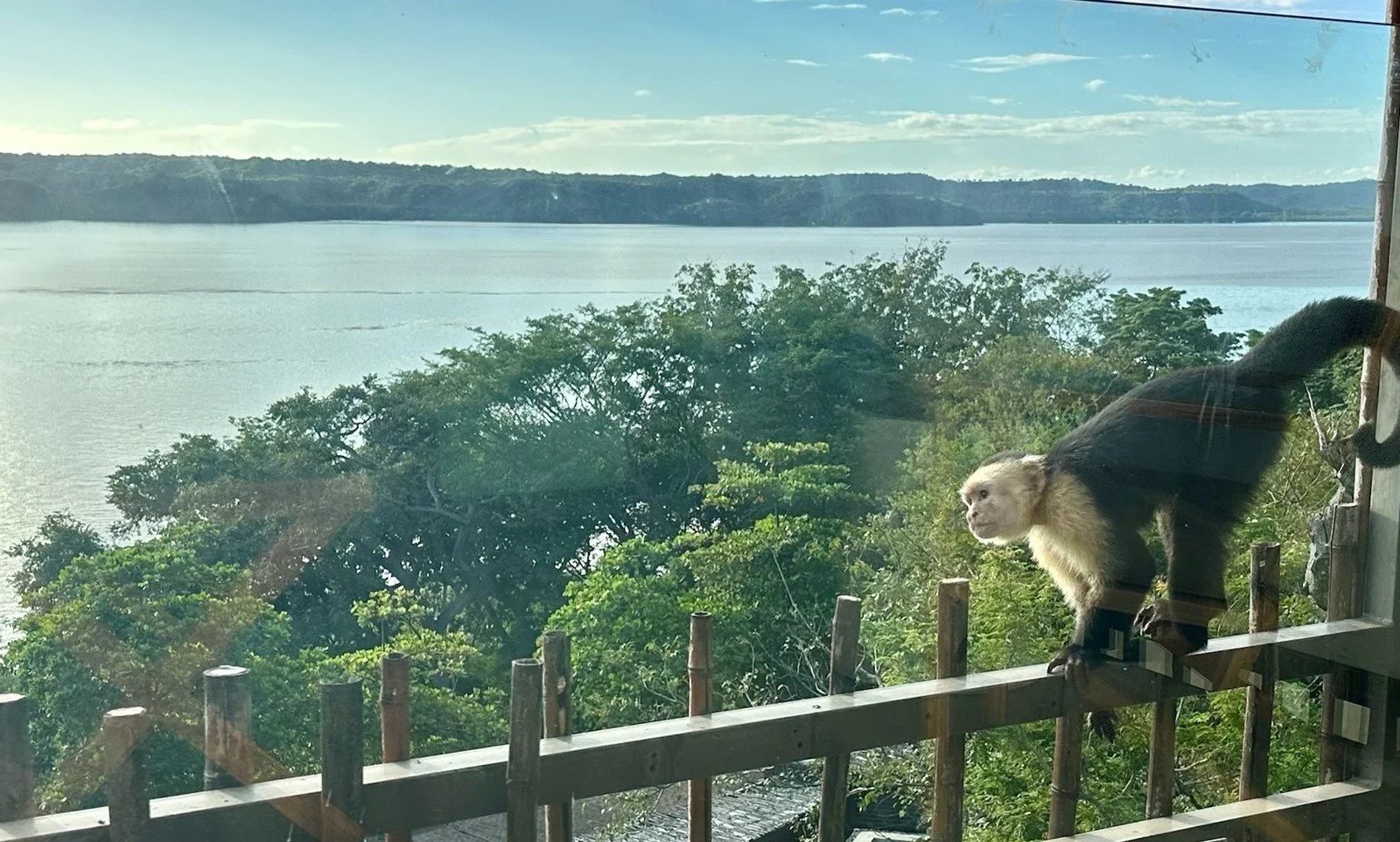 A monkey on the terrace railing above Culebra Bay at Andaz Costa Rica Resort at Peninsula Papagayo