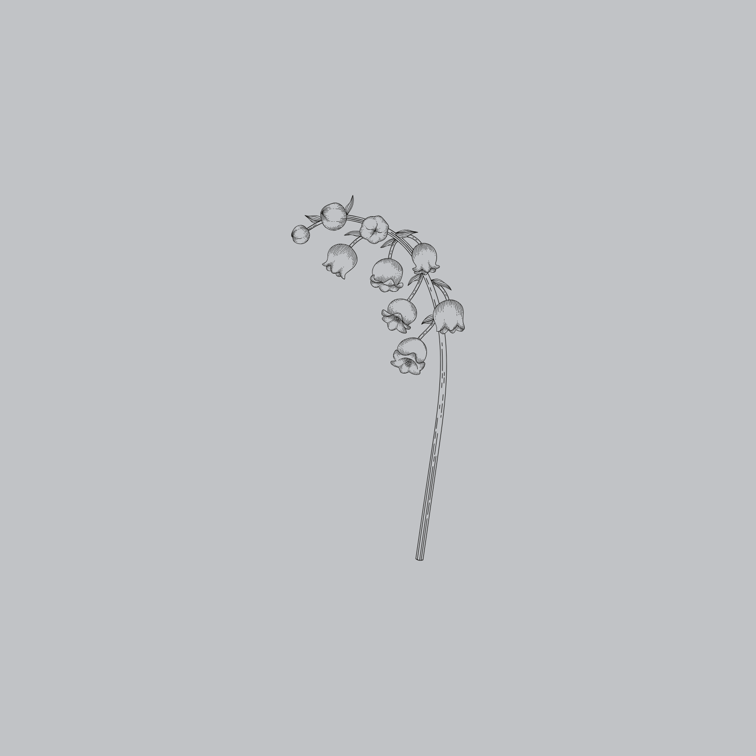 Line drawing of a sprig of lily of the valley flowers with small bell-shaped blossoms on a long, slender stem.