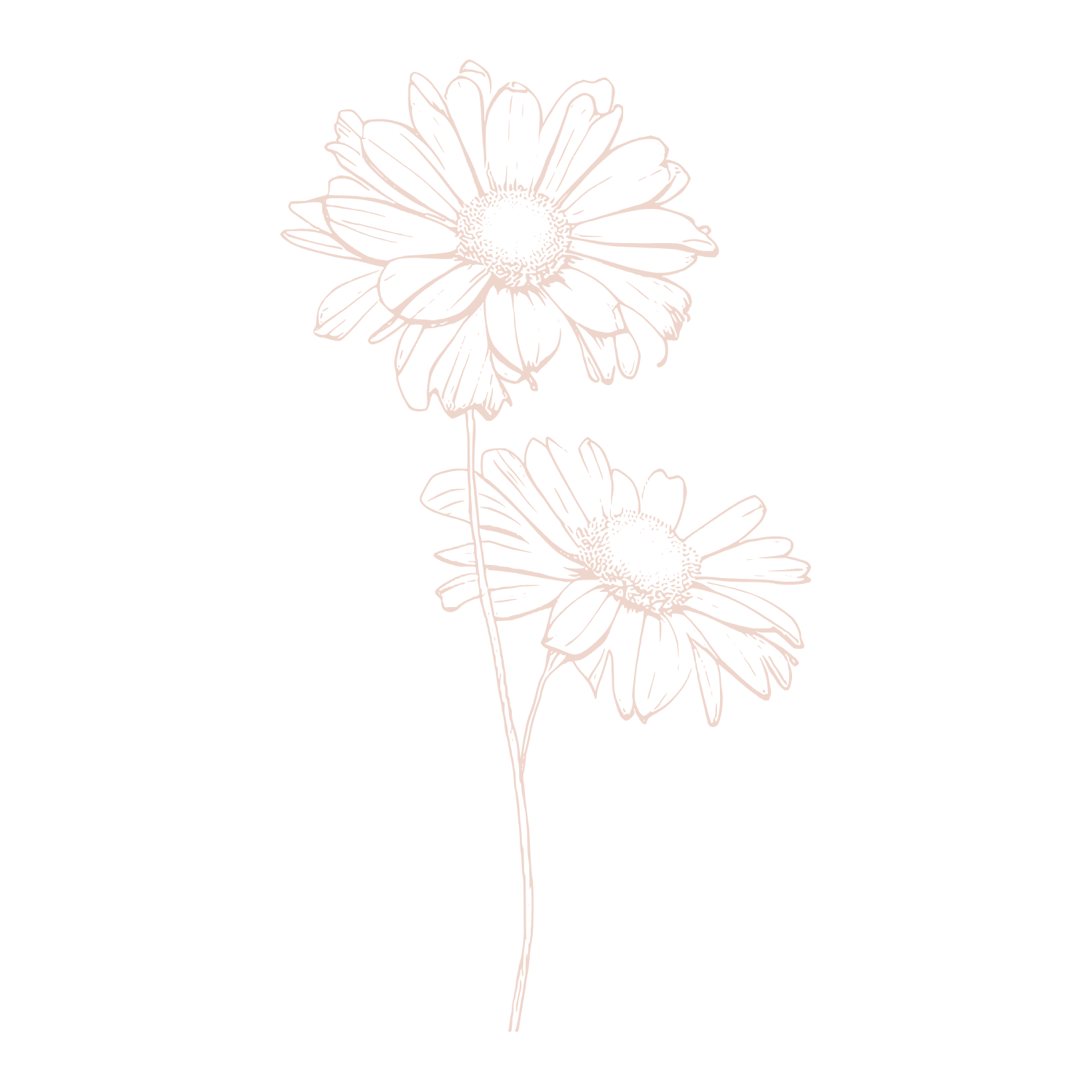 Line art style illustration of two daisies with long stems on a black background.
