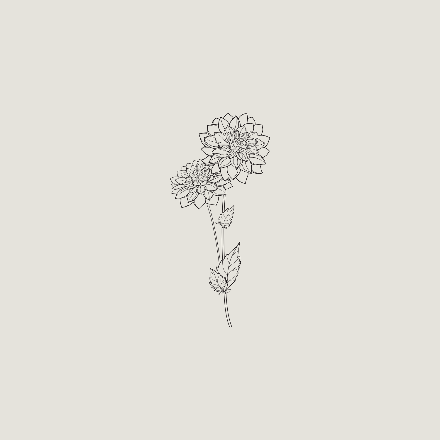 Line drawing of two dahlias with leaves on slender stems on a plain background.