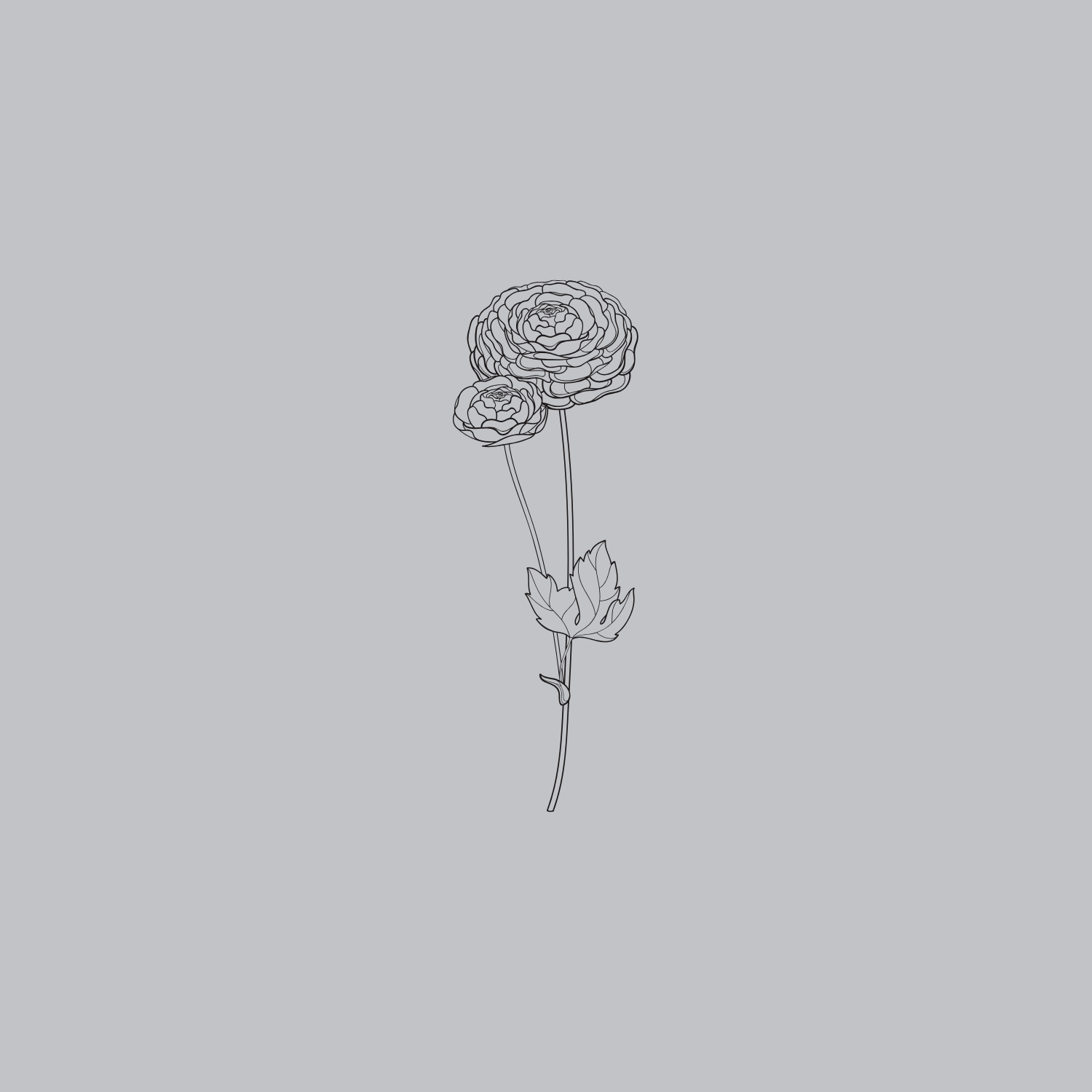Line drawing of a flower with two blooms and a leaf on a light gray background.