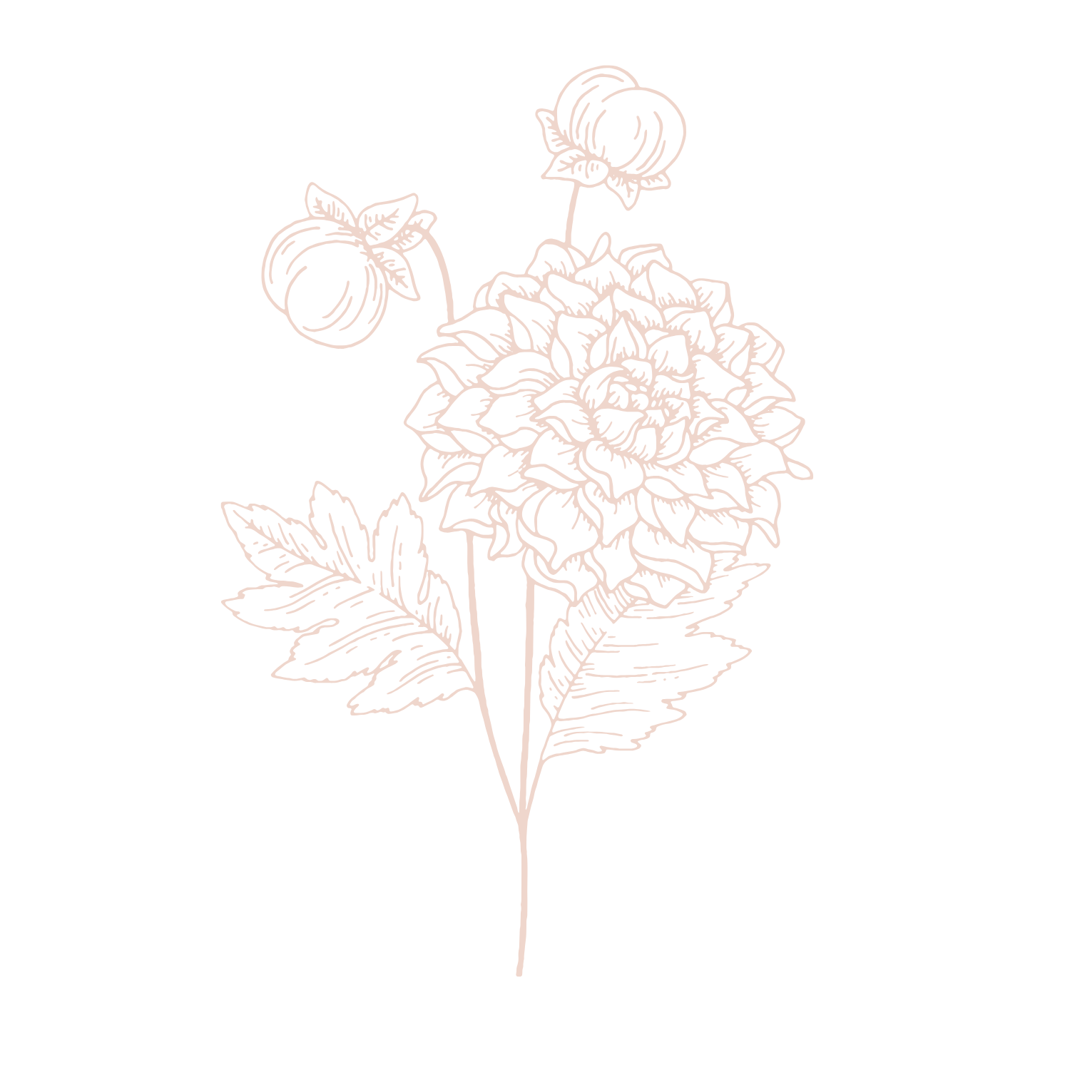 Outline drawing of a dahlia flower with two buds on a black background.