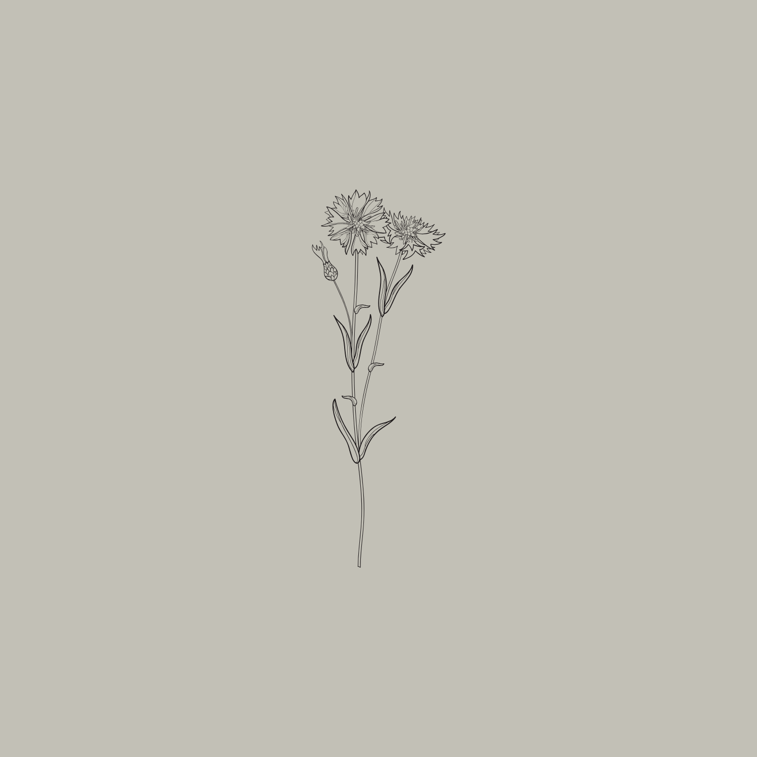 Line drawing of a single tall flower with two fully bloomed flowers and one bud, on a plain light background.