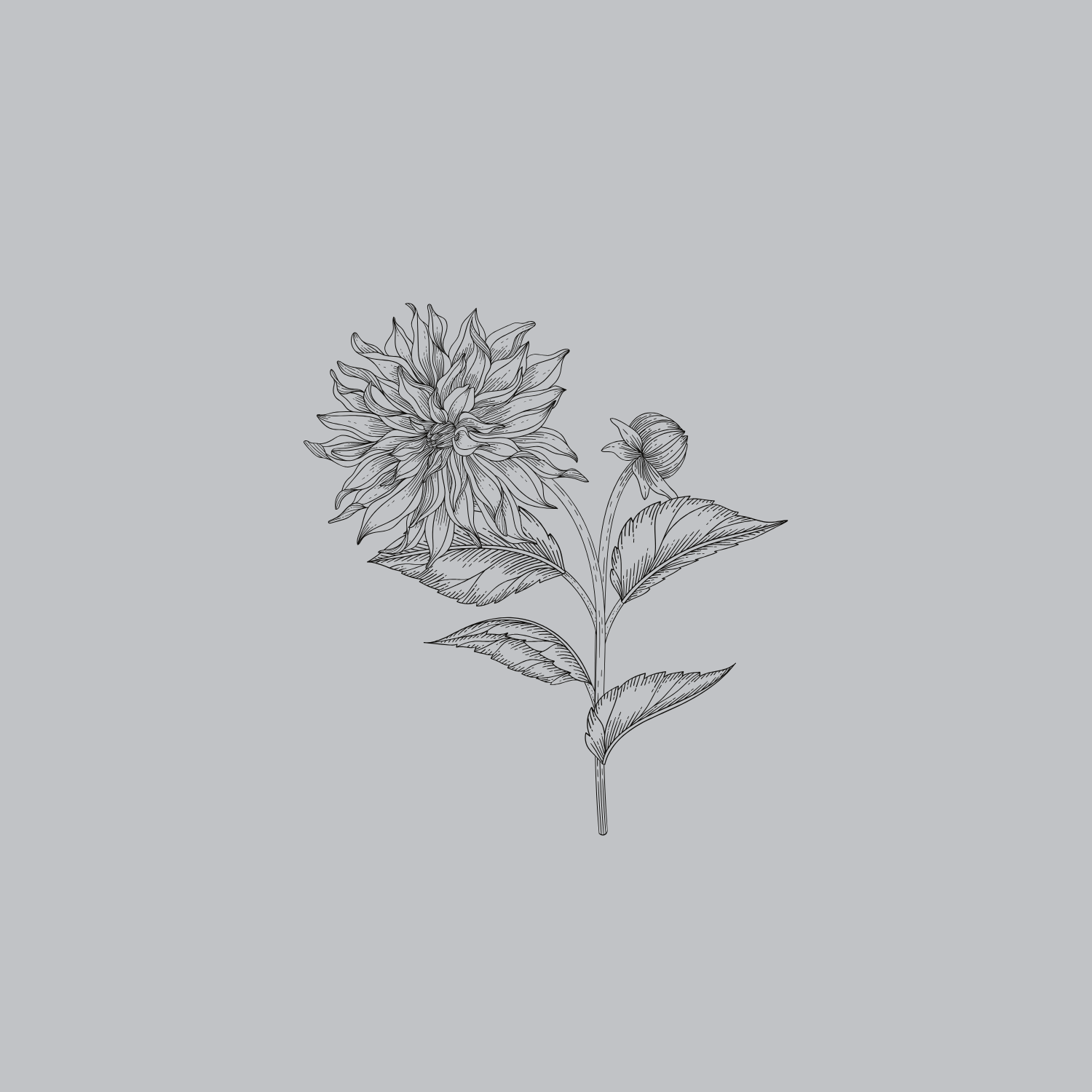 Line drawing of a blooming dahlia flower with detailed petals, leaves, and a bud on a light gray background.